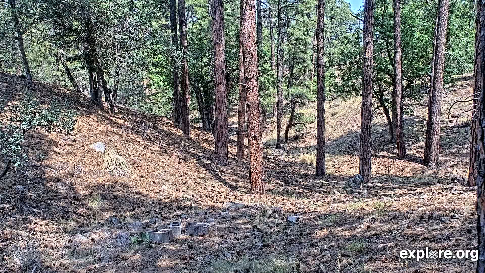 Williams, Bearizona Wildlife Park Live Cam - Williams, Coconino, Arizona, USA