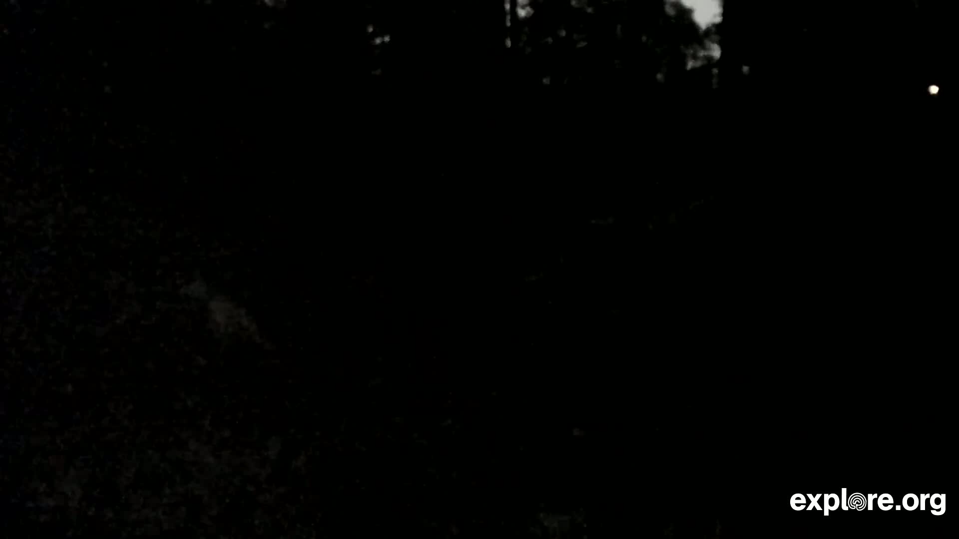 Williams, Bearizona Wildlife Park Live Cam - Williams, Coconino, Arizona, USA