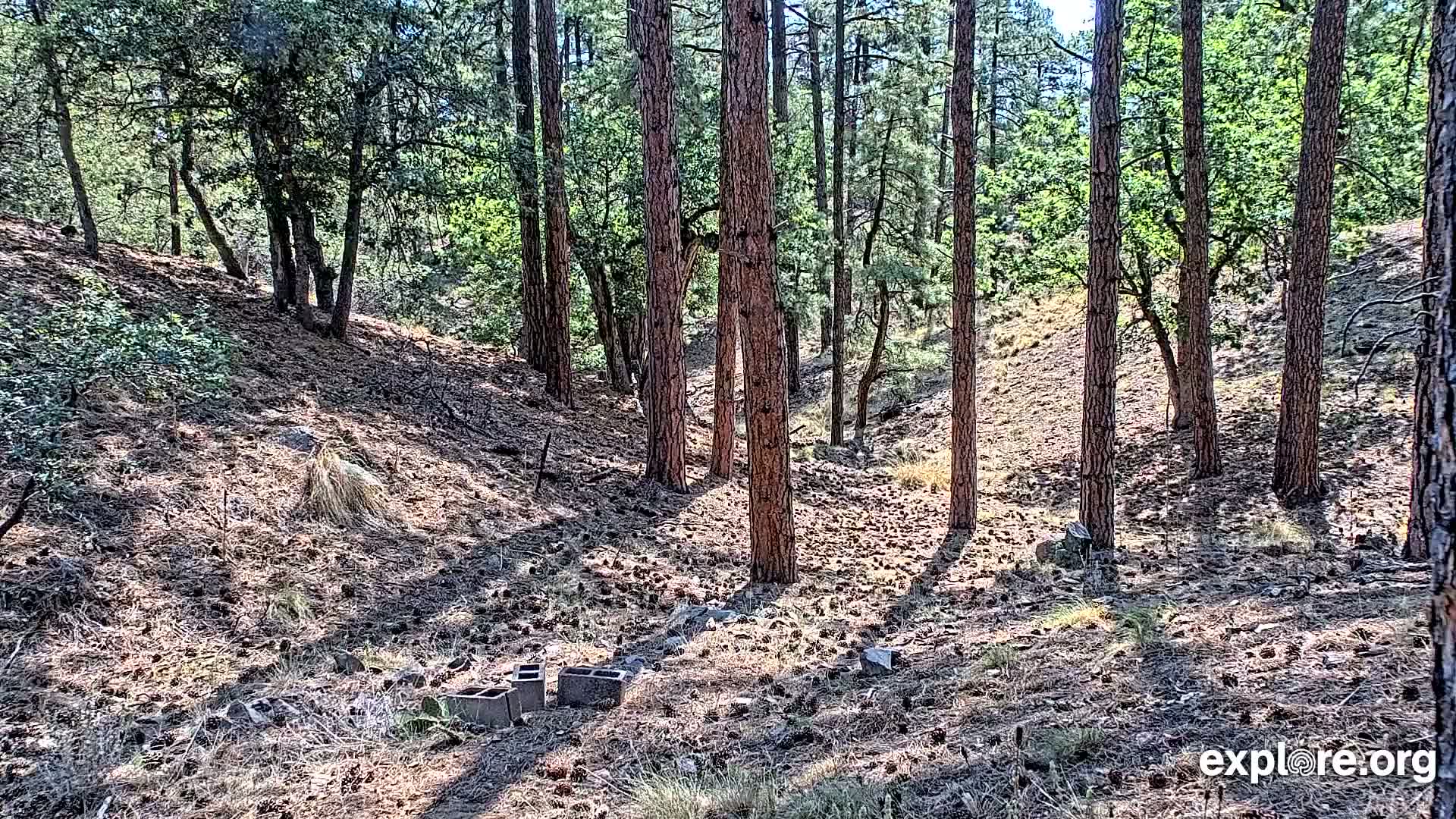 Williams, Bearizona Wildlife Park Live Cam - Williams, Coconino, Arizona, USA