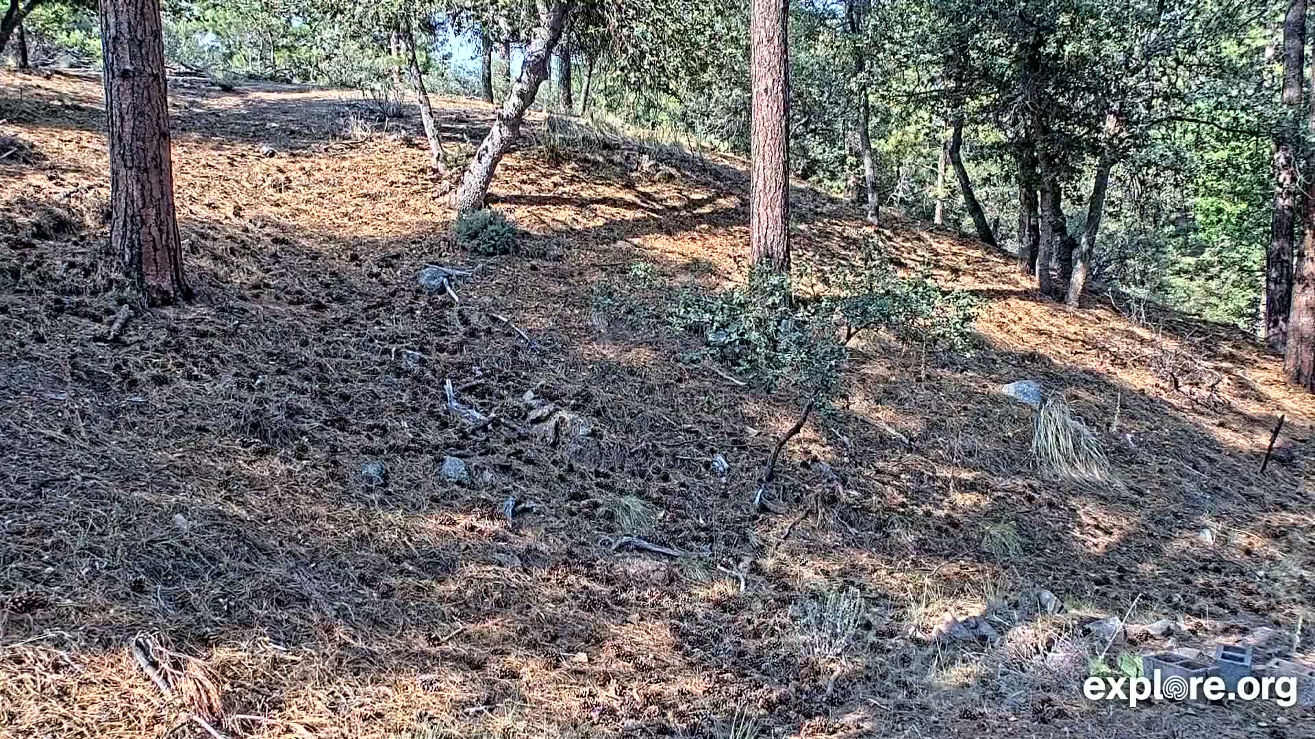 Williams, Bearizona Wildlife Park Live Cam - Williams, Coconino, Arizona, USA