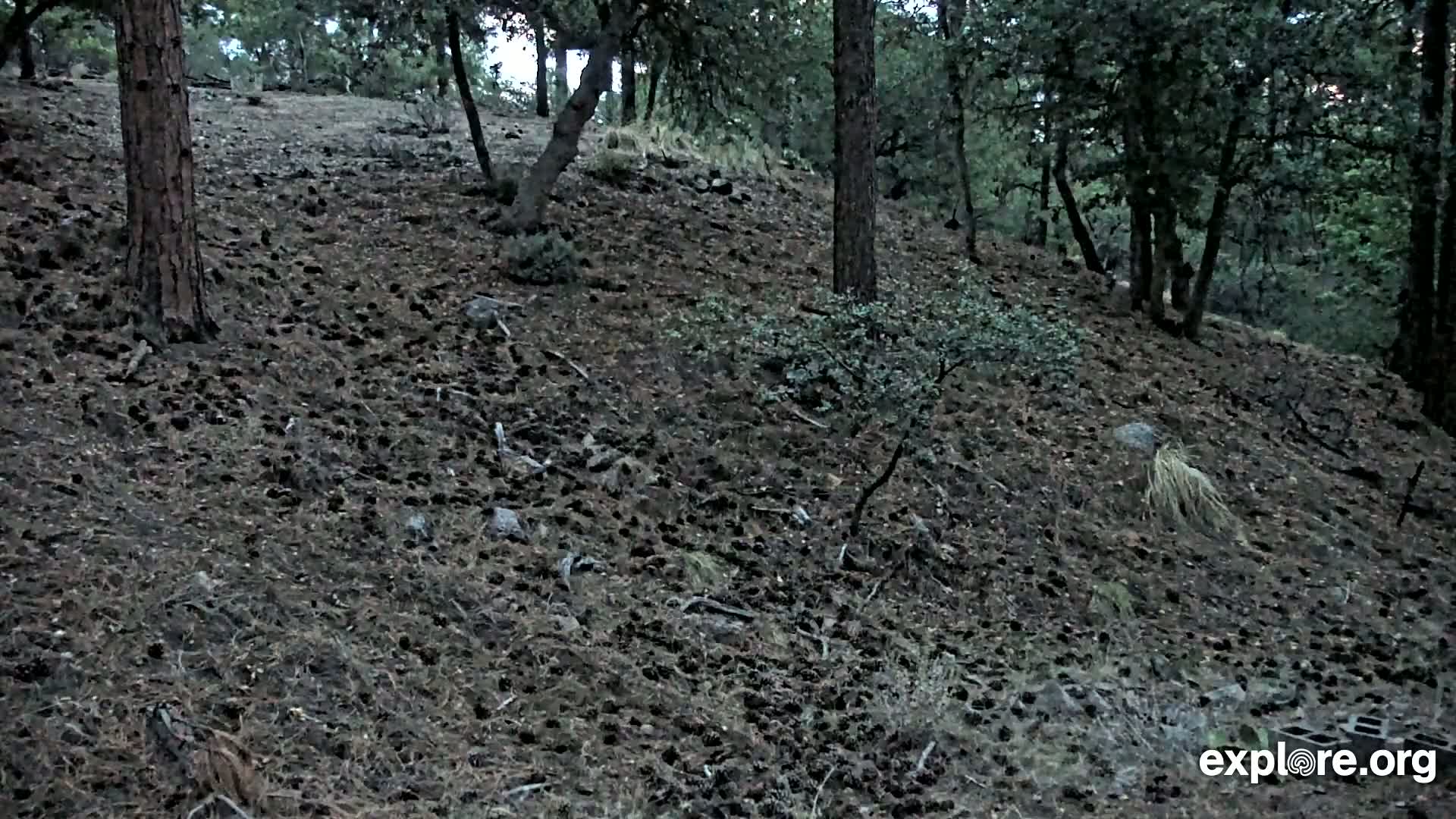 Williams, Bearizona Wildlife Park Live Cam - Williams, Coconino, Arizona, USA