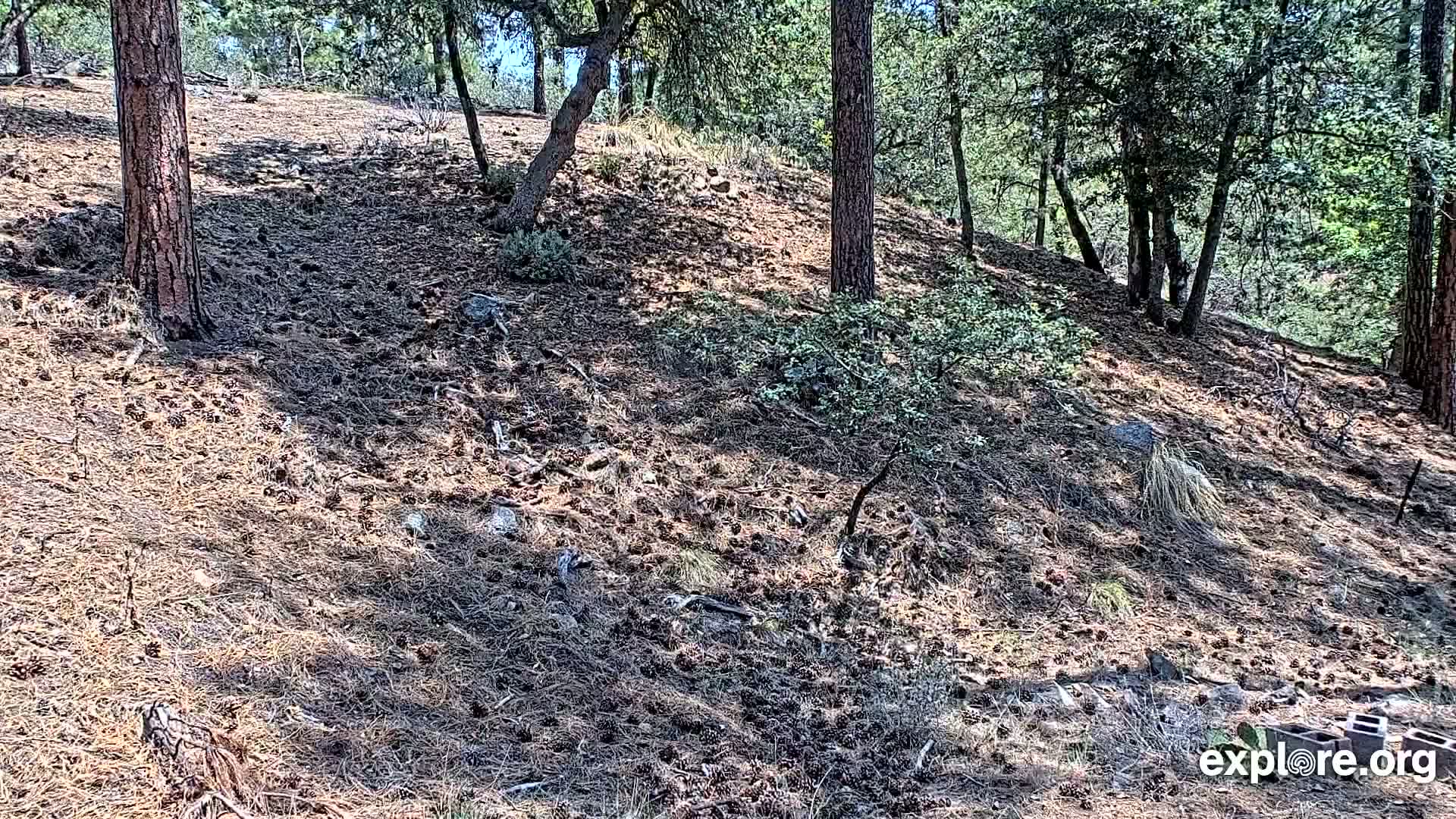 Williams, Bearizona Wildlife Park Live Cam - Williams, Coconino, Arizona, USA