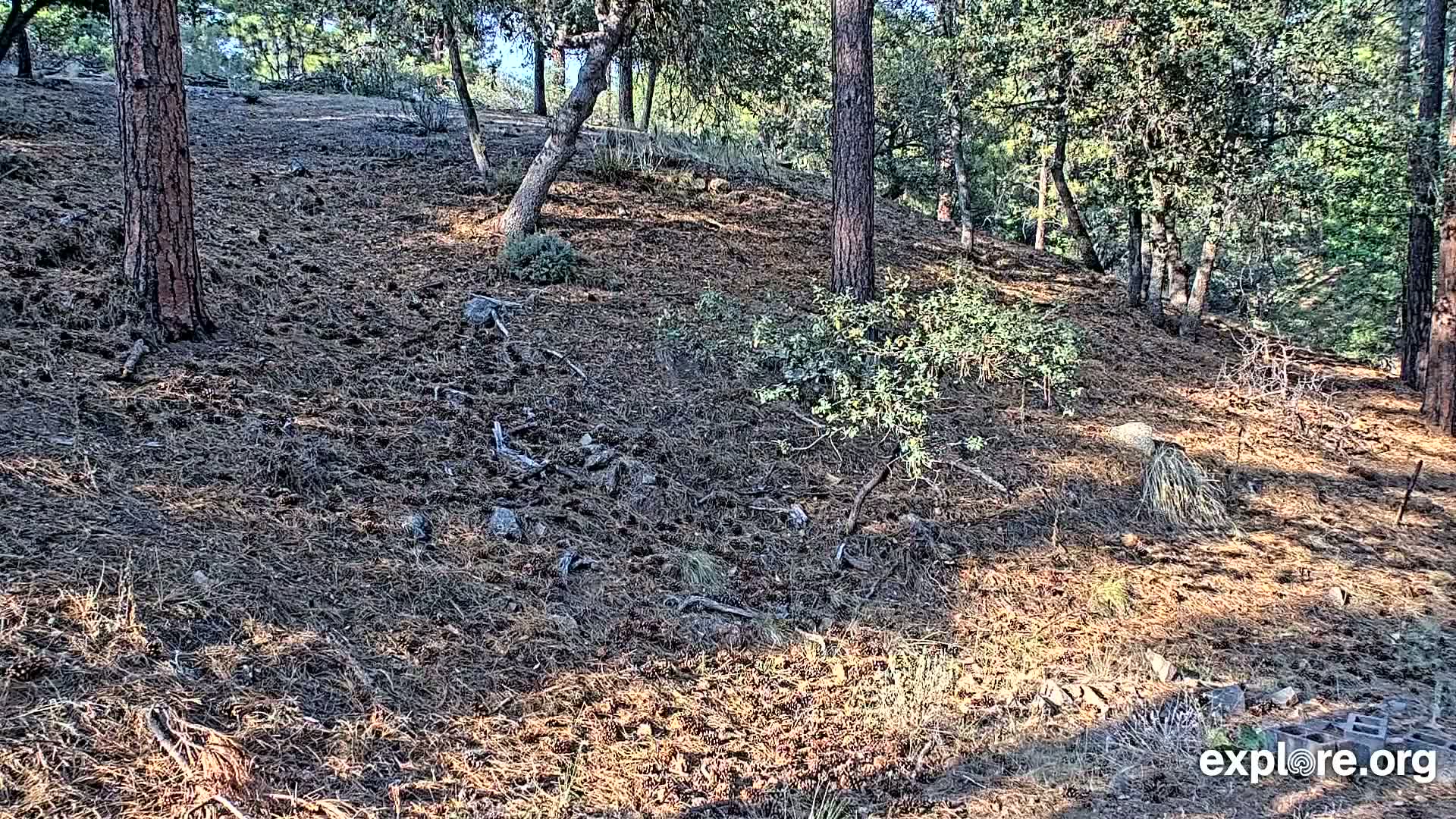 Williams, Bearizona Wildlife Park Live Cam - Williams, Coconino, Arizona, USA