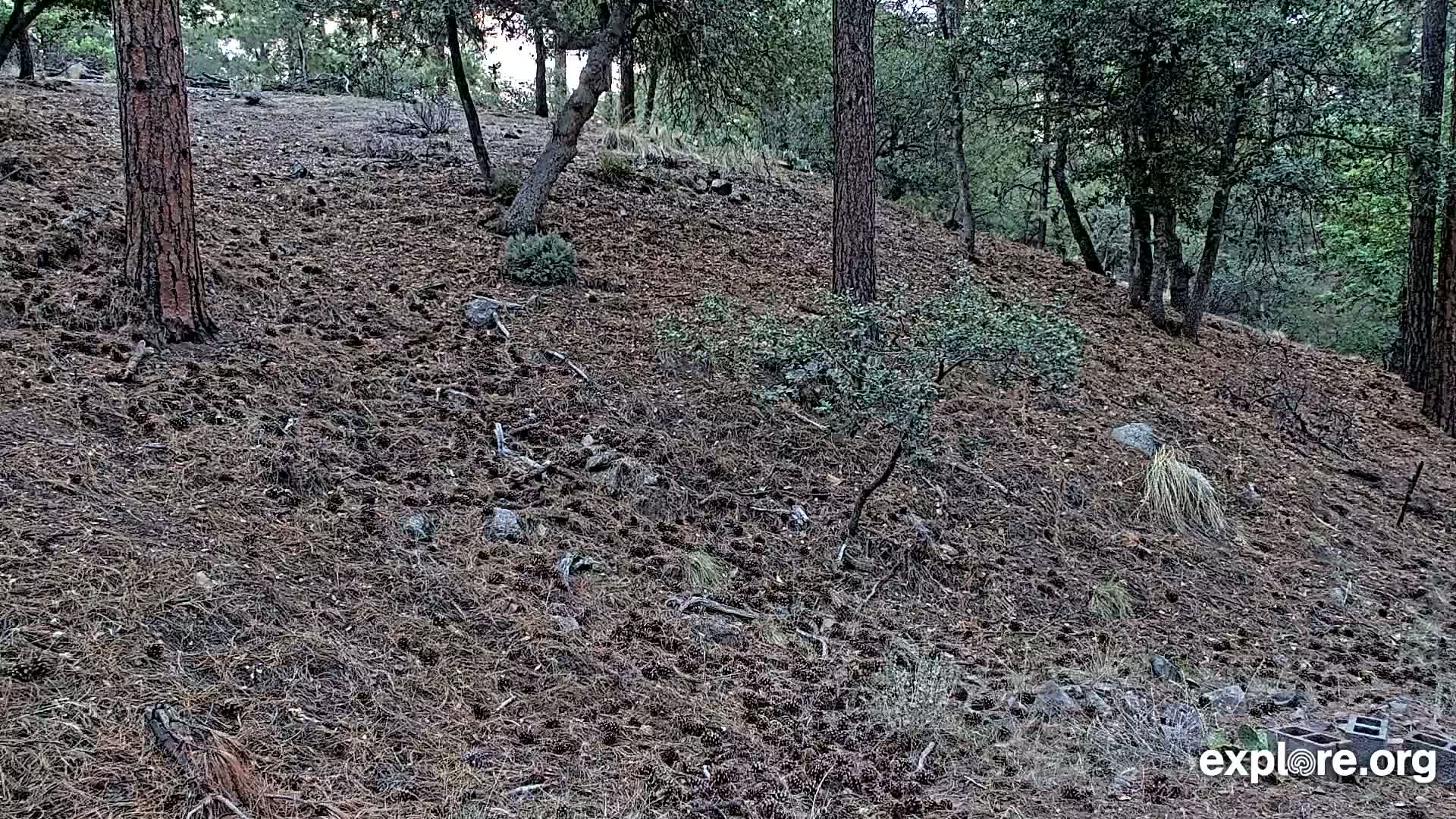 Williams, Bearizona Wildlife Park Live Cam - Williams, Coconino, Arizona, USA