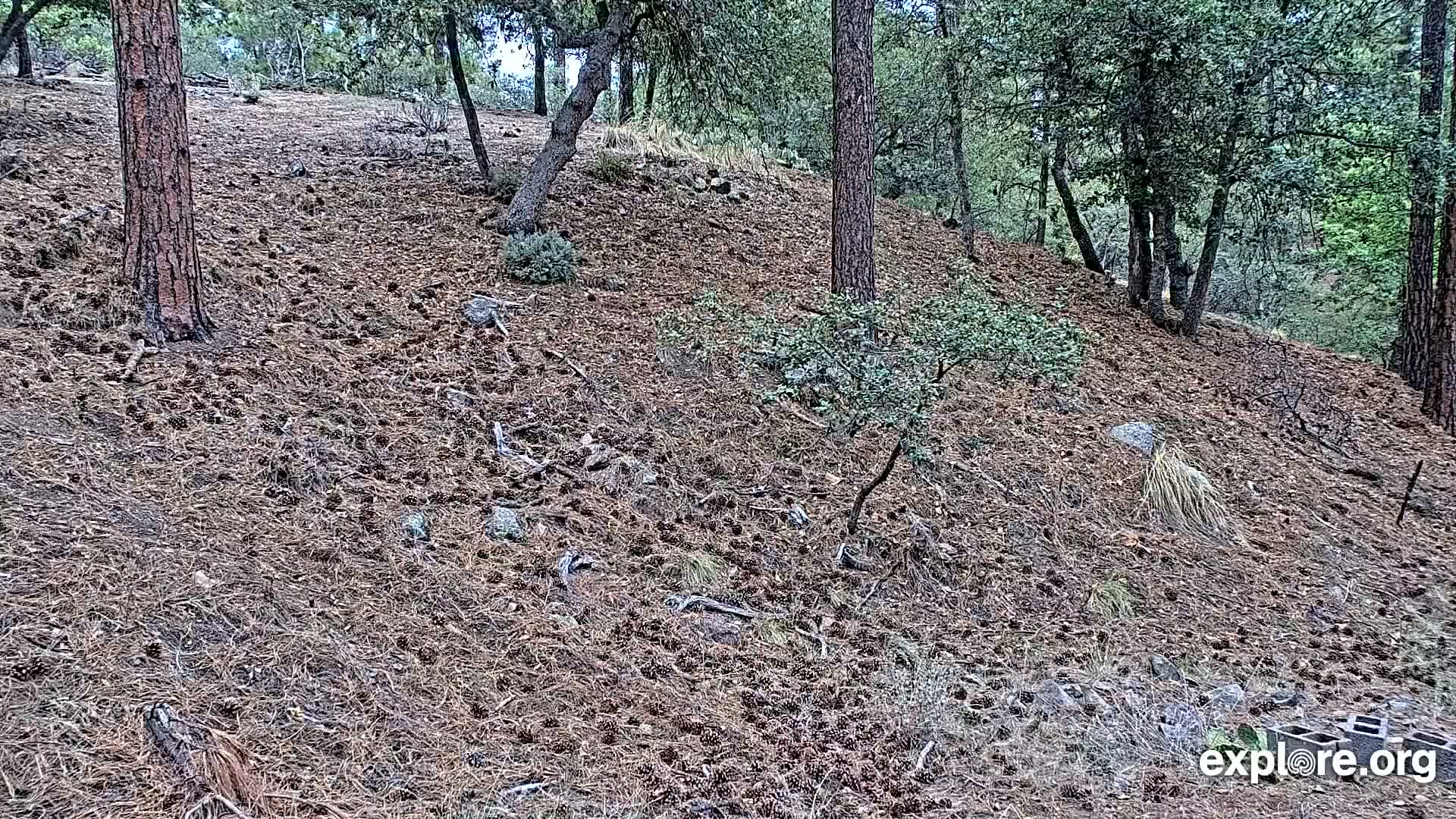 Williams, Bearizona Wildlife Park Live Cam - Williams, Coconino, Arizona, USA