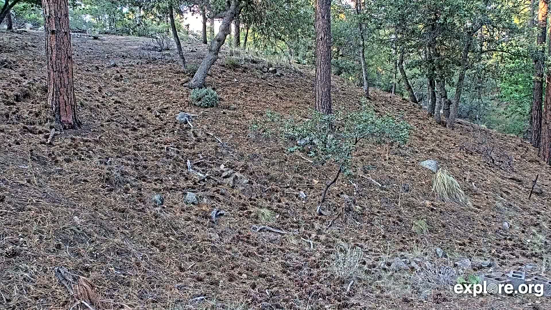 Williams, Bearizona Wildlife Park Live Cam - Williams, Coconino, Arizona, USA