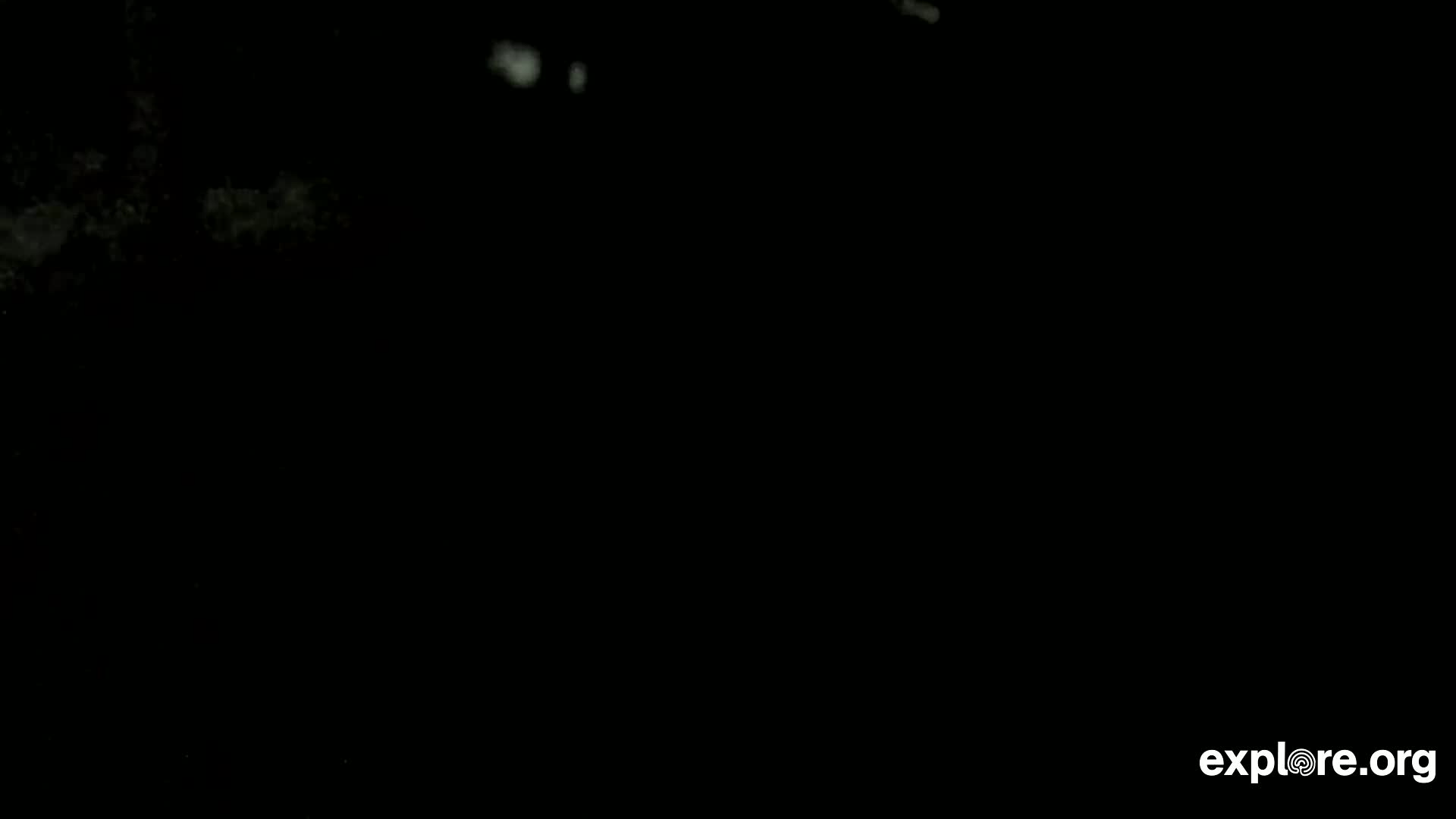 A mostly black image shows faint, blurry white specks and wisps against a dark background.