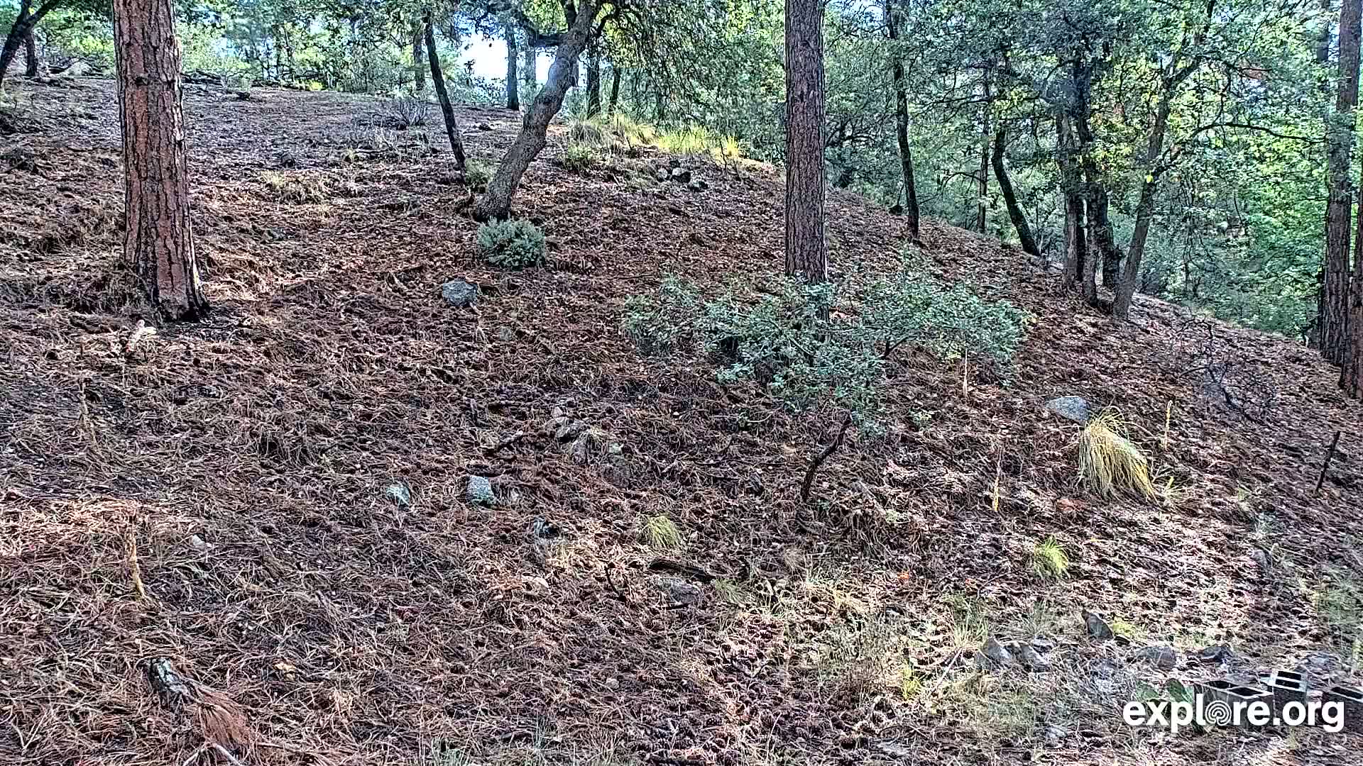 Williams, Bearizona Wildlife Park Live Cam - Williams, Coconino, Arizona, USA