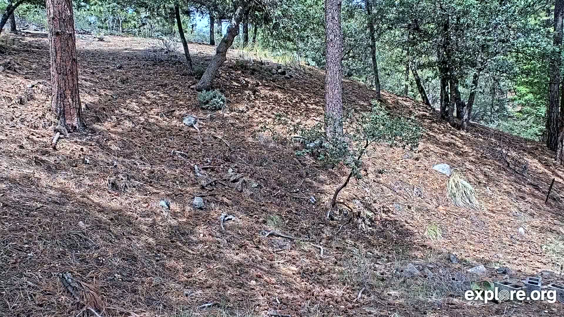 Williams, Bearizona Wildlife Park Live Cam - Williams, Coconino, Arizona, USA