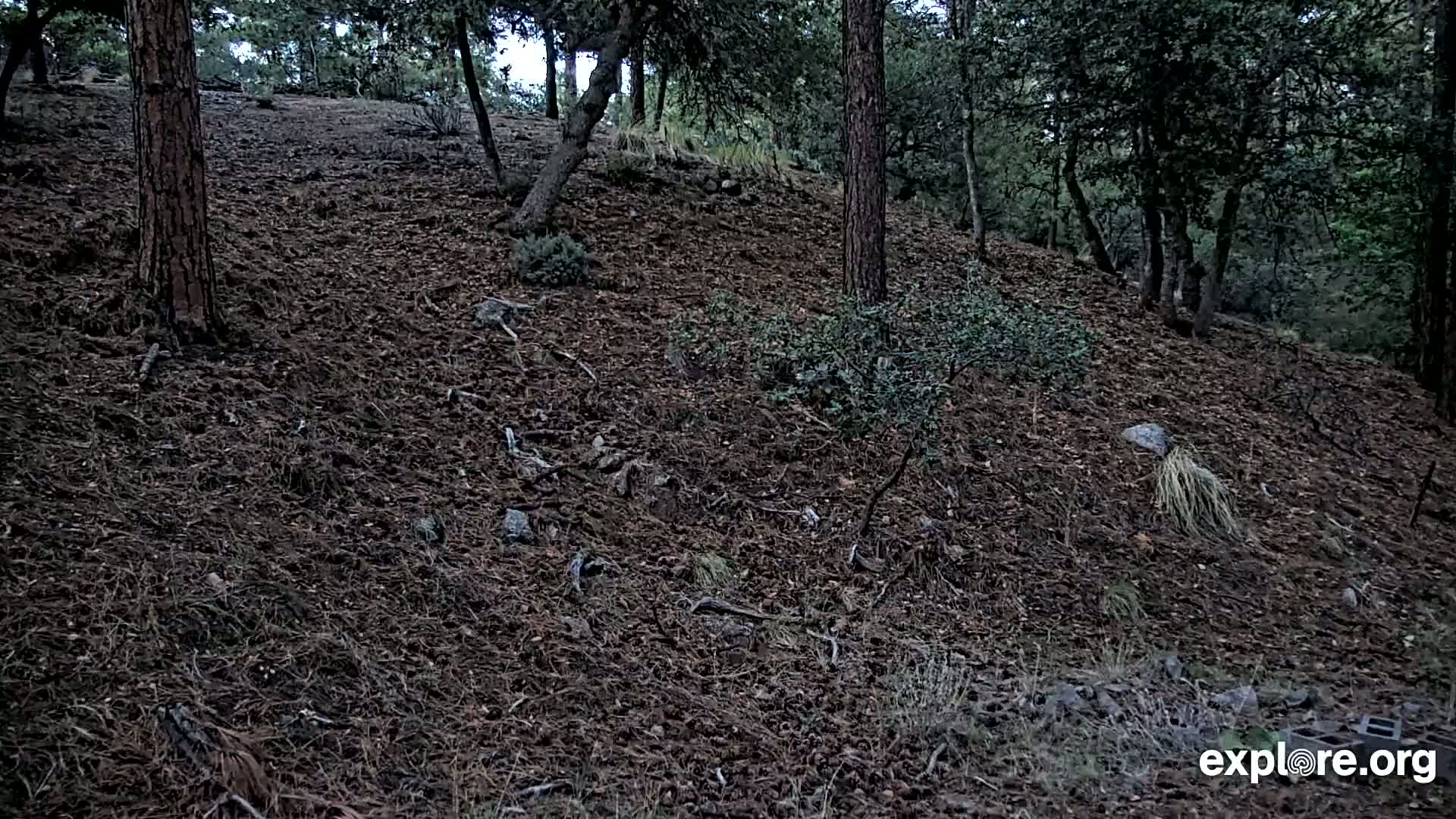 Williams, Bearizona Wildlife Park Live Cam - Williams, Coconino, Arizona, USA