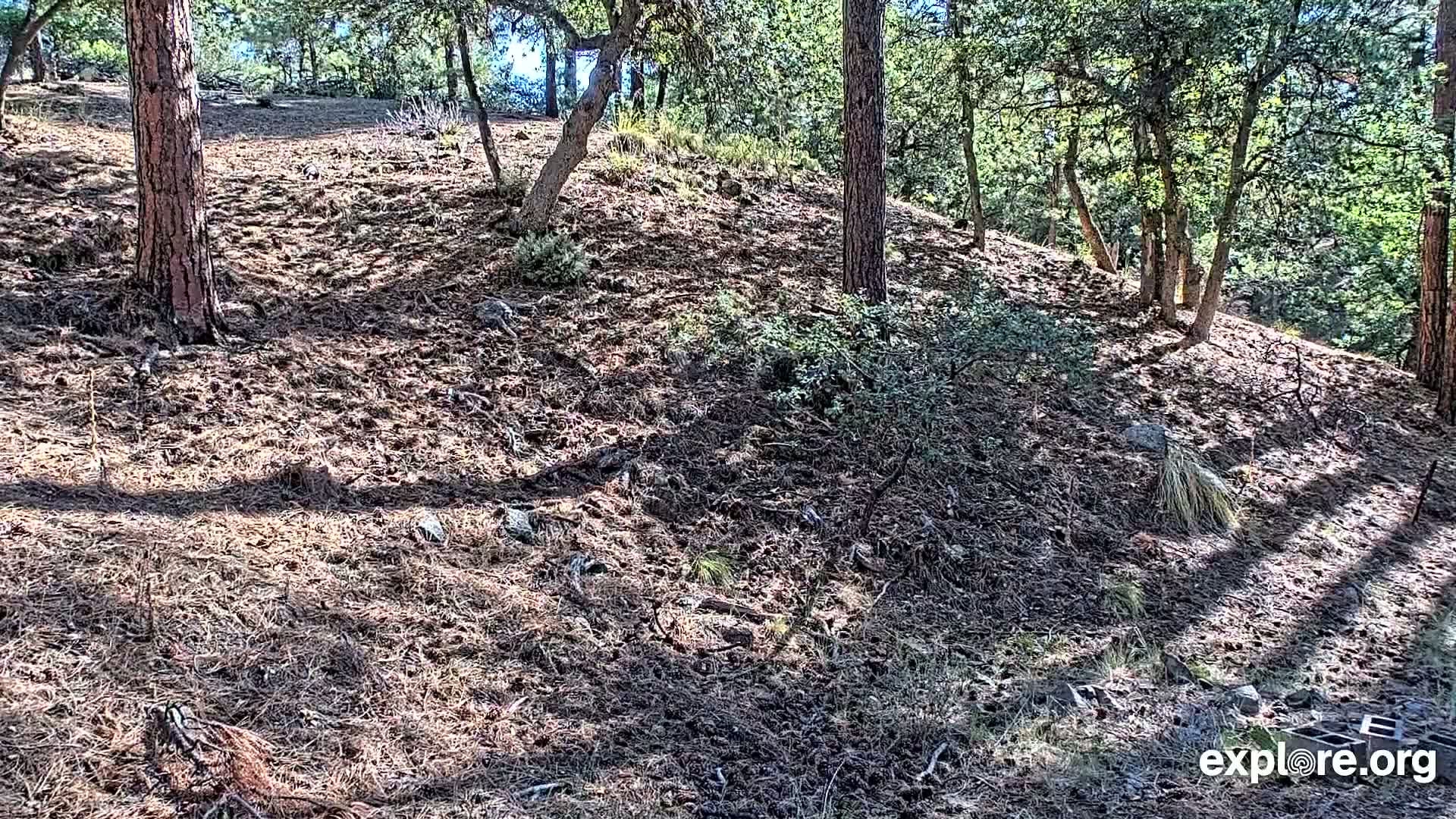 Williams, Bearizona Wildlife Park Live Cam - Williams, Coconino, Arizona, USA