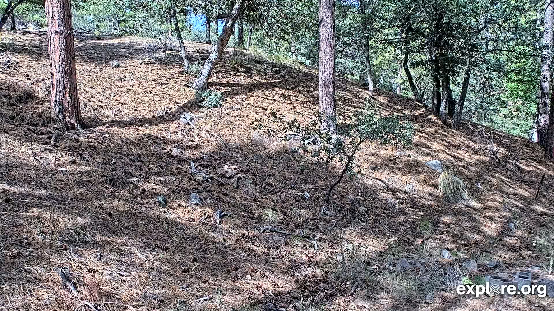 Williams, Bearizona Wildlife Park Live Cam - Williams, Coconino, Arizona, USA