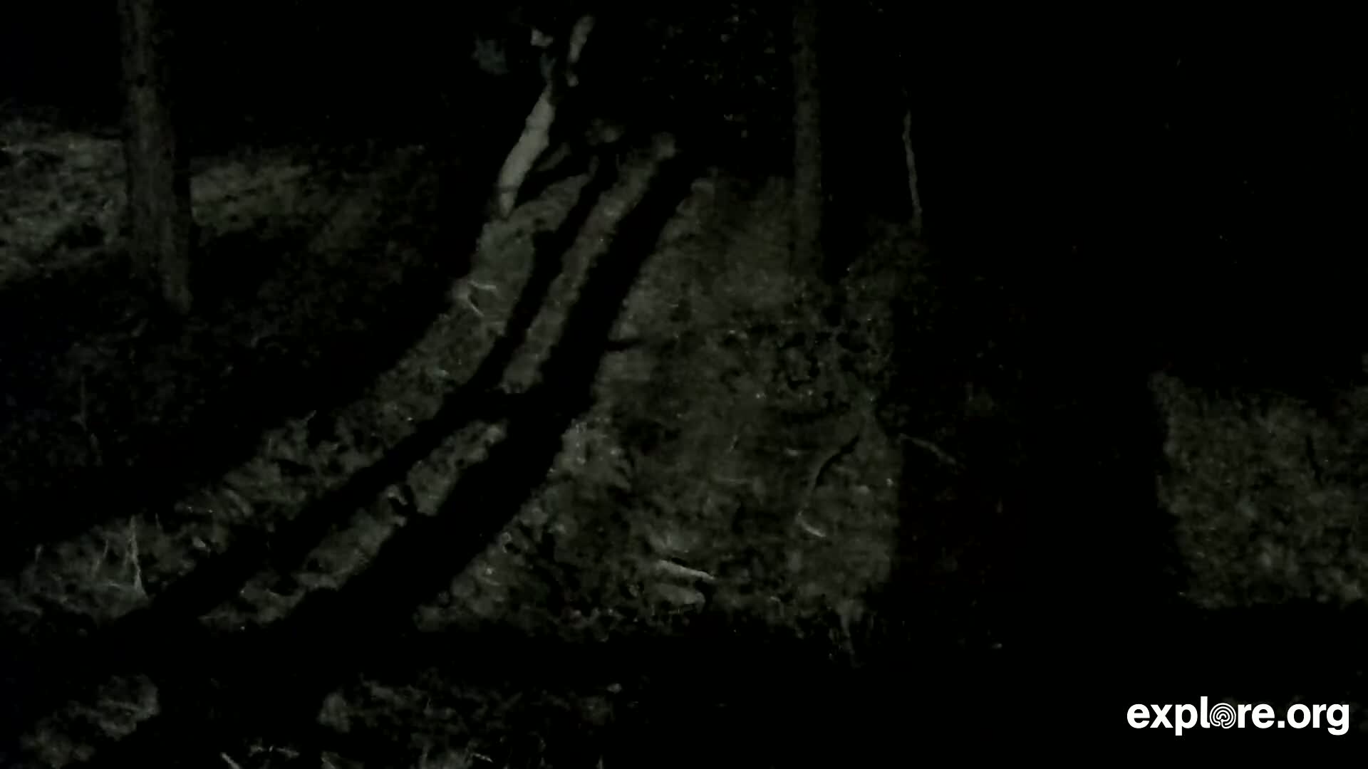 Williams, Bearizona Wildlife Park Live Cam - Williams, Coconino, Arizona, USA