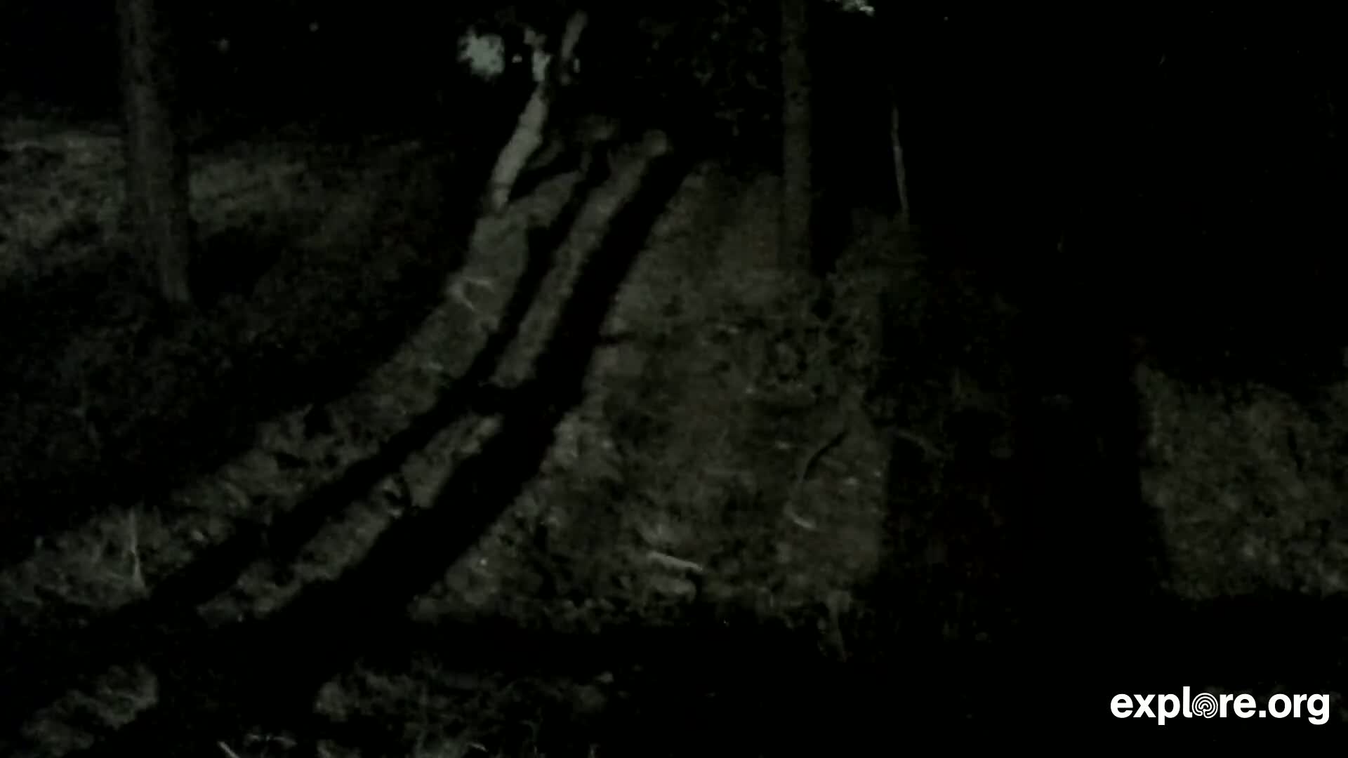 Williams, Bearizona Wildlife Park Live Cam - Williams, Coconino, Arizona, USA