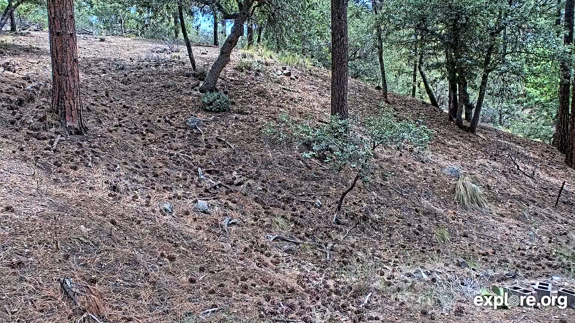 Williams, Bearizona Wildlife Park Live Cam - Williams, Coconino, Arizona, USA