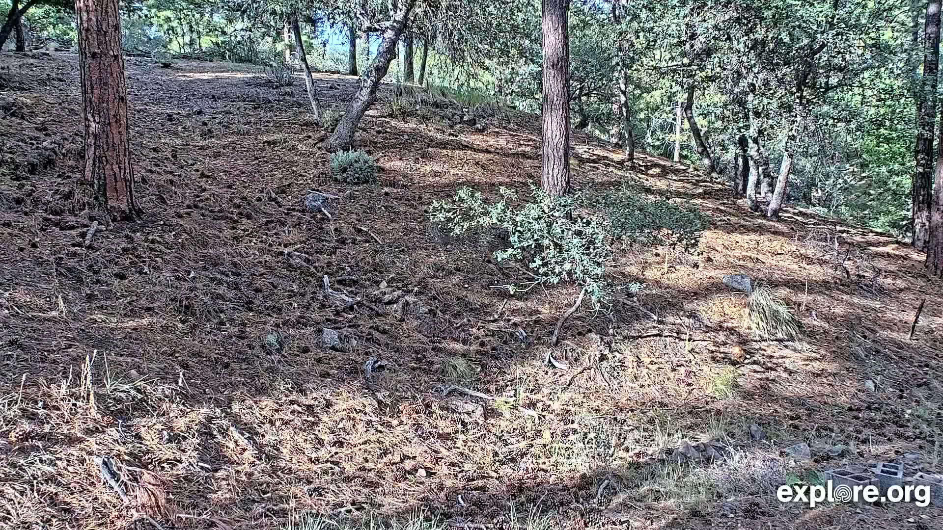 Williams, Bearizona Wildlife Park Live Cam - Williams, Coconino, Arizona, USA