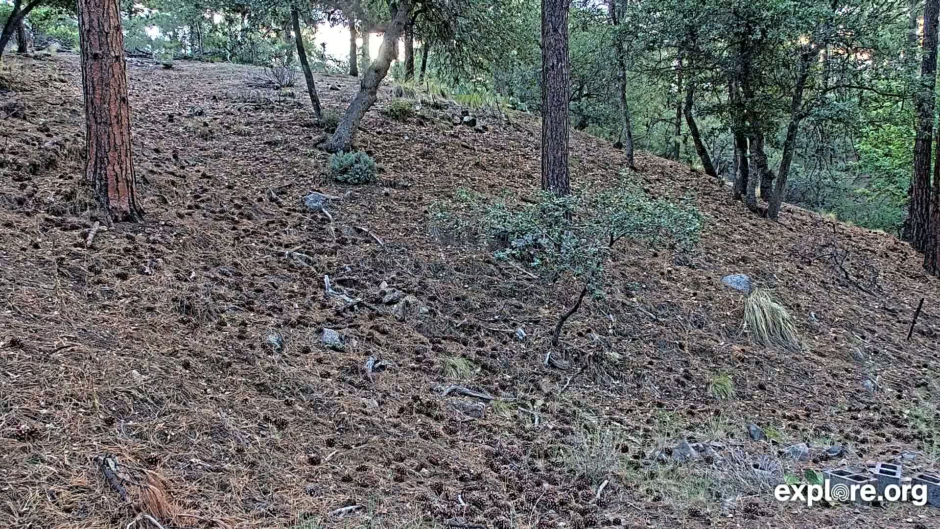 Williams, Bearizona Wildlife Park Live Cam - Williams, Coconino, Arizona, USA