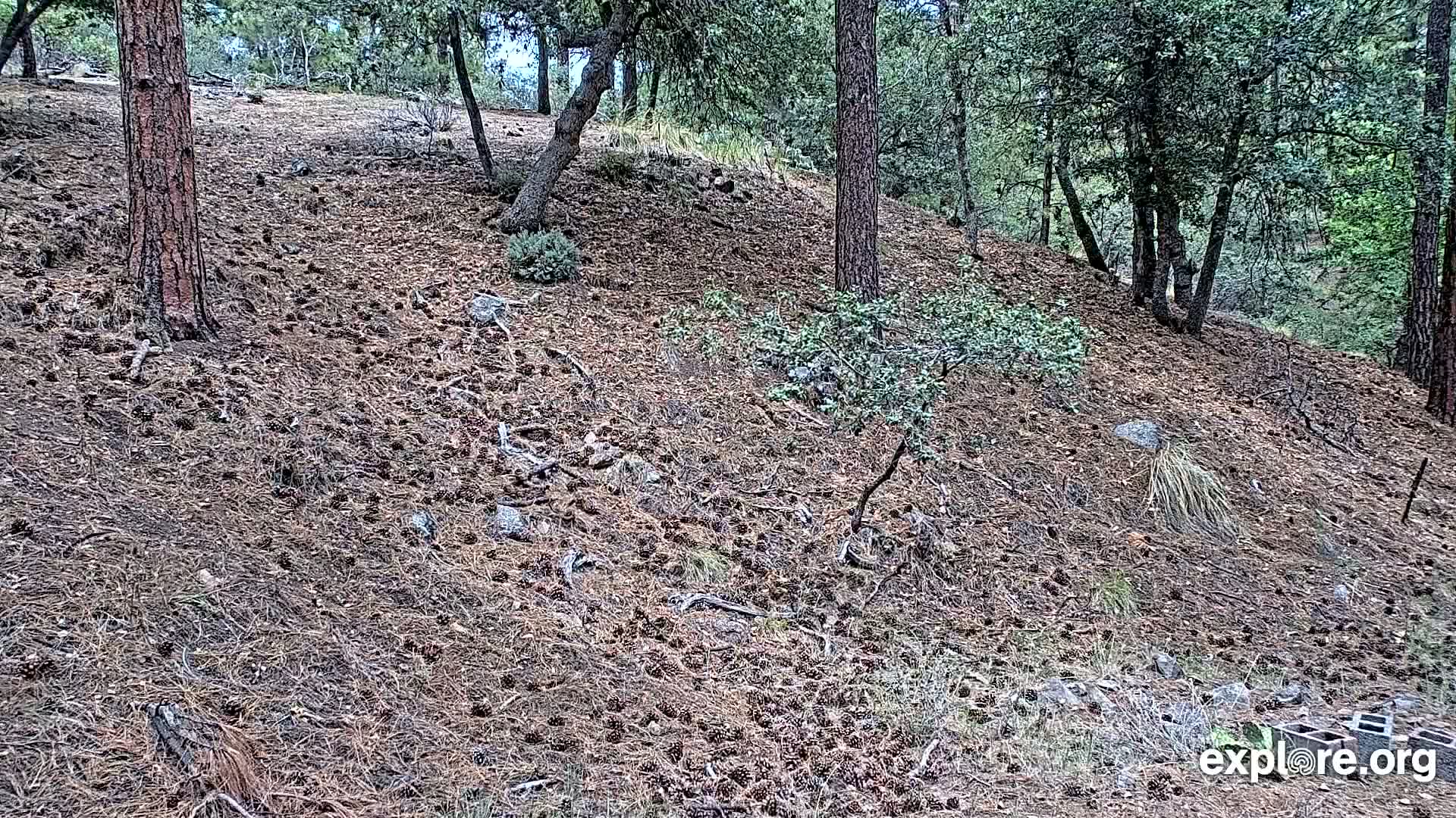 Williams, Bearizona Wildlife Park Live Cam - Williams, Coconino, Arizona, USA