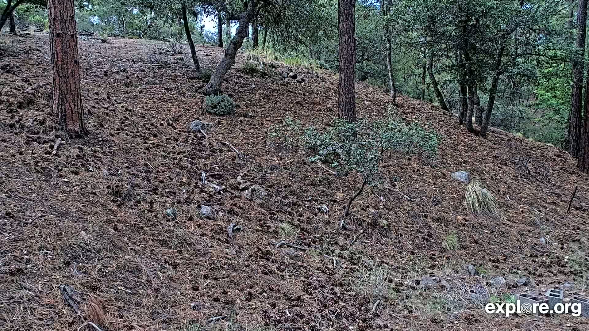 Williams, Bearizona Wildlife Park Live Cam - Williams, Coconino, Arizona, USA