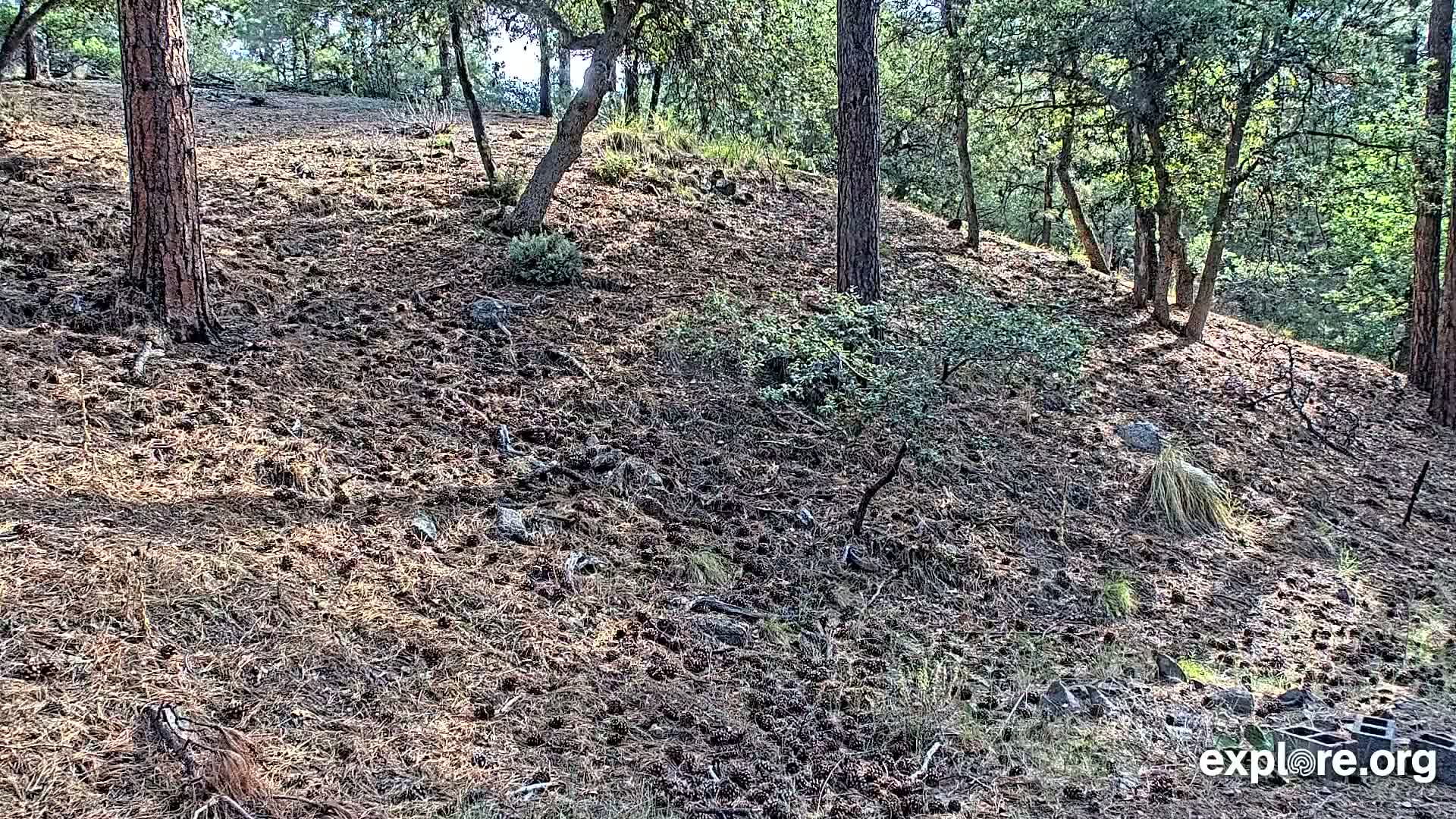 Williams, Bearizona Wildlife Park Live Cam - Williams, Coconino, Arizona, USA