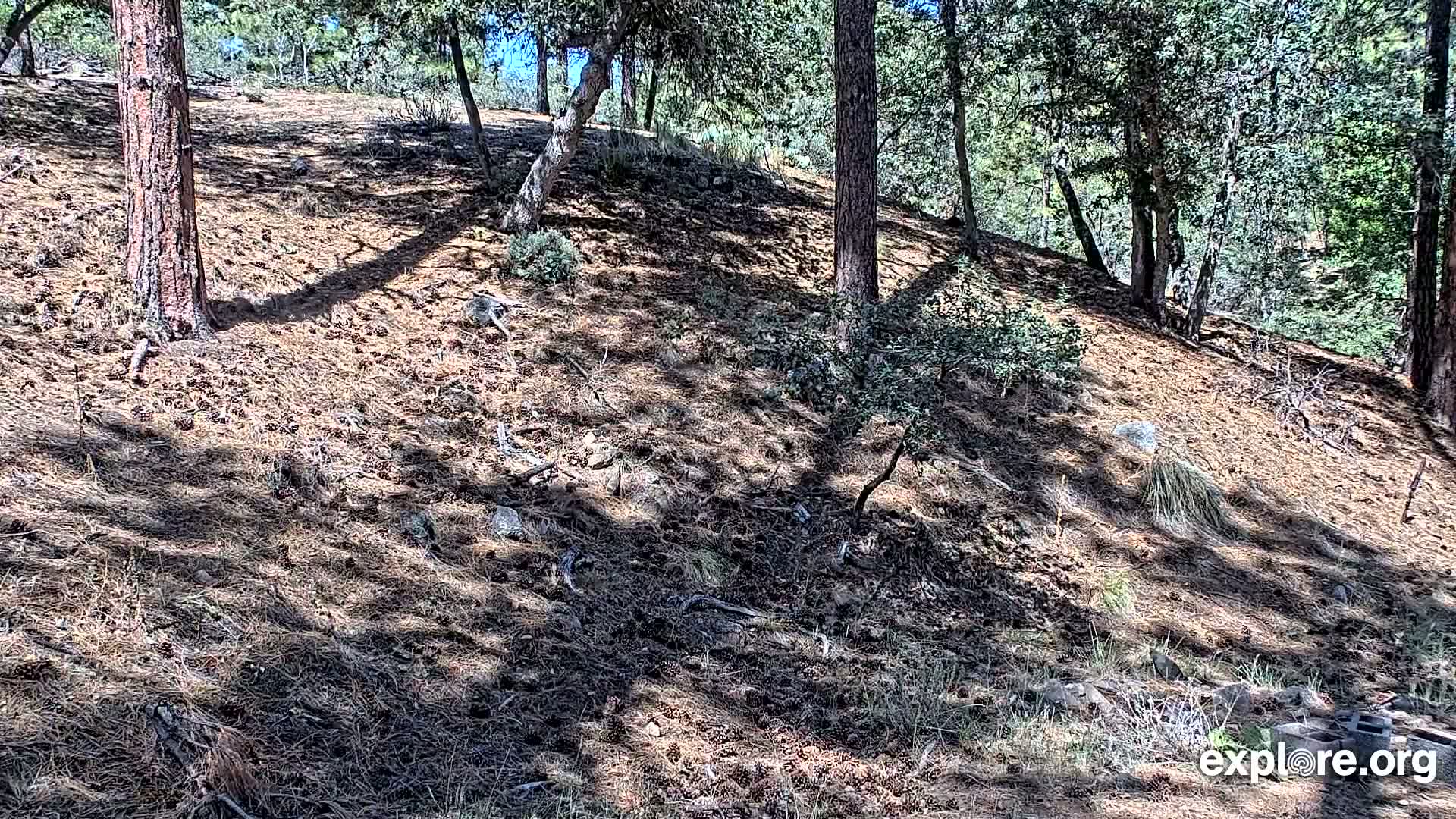 Williams, Bearizona Wildlife Park Live Cam - Williams, Coconino, Arizona, USA