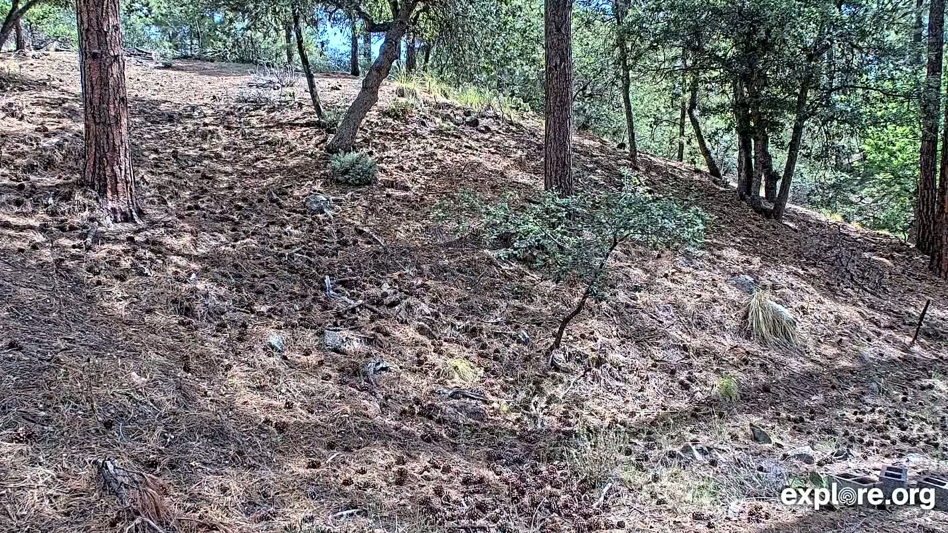 Williams, Bearizona Wildlife Park Live Cam - Williams, Coconino, Arizona, USA
