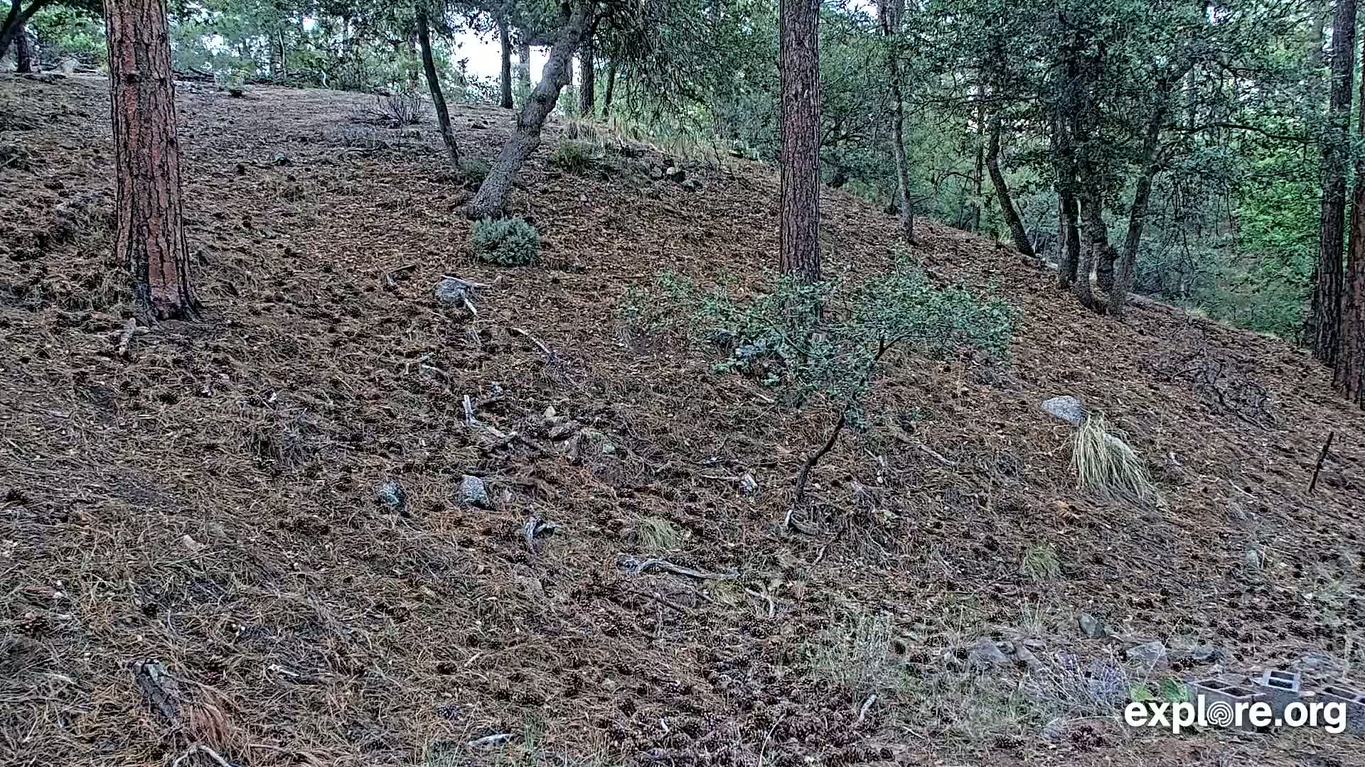 Williams, Bearizona Wildlife Park Live Cam - Williams, Coconino, Arizona, USA