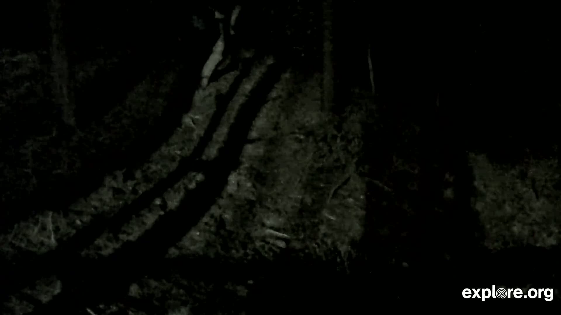 Williams, Bearizona Wildlife Park Live Cam - Williams, Coconino, Arizona, USA