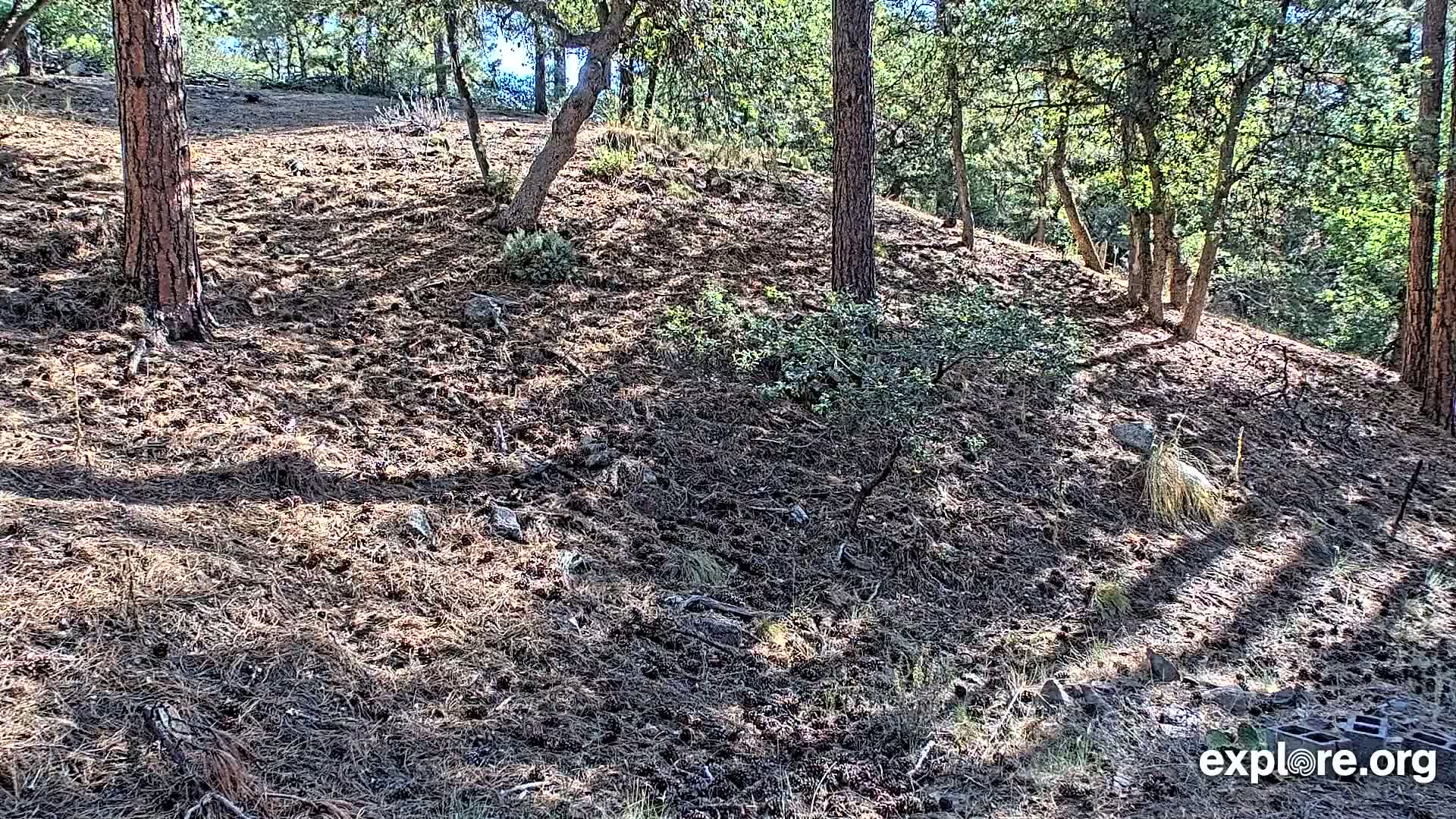 Williams, Bearizona Wildlife Park Live Cam - Williams, Coconino, Arizona, USA