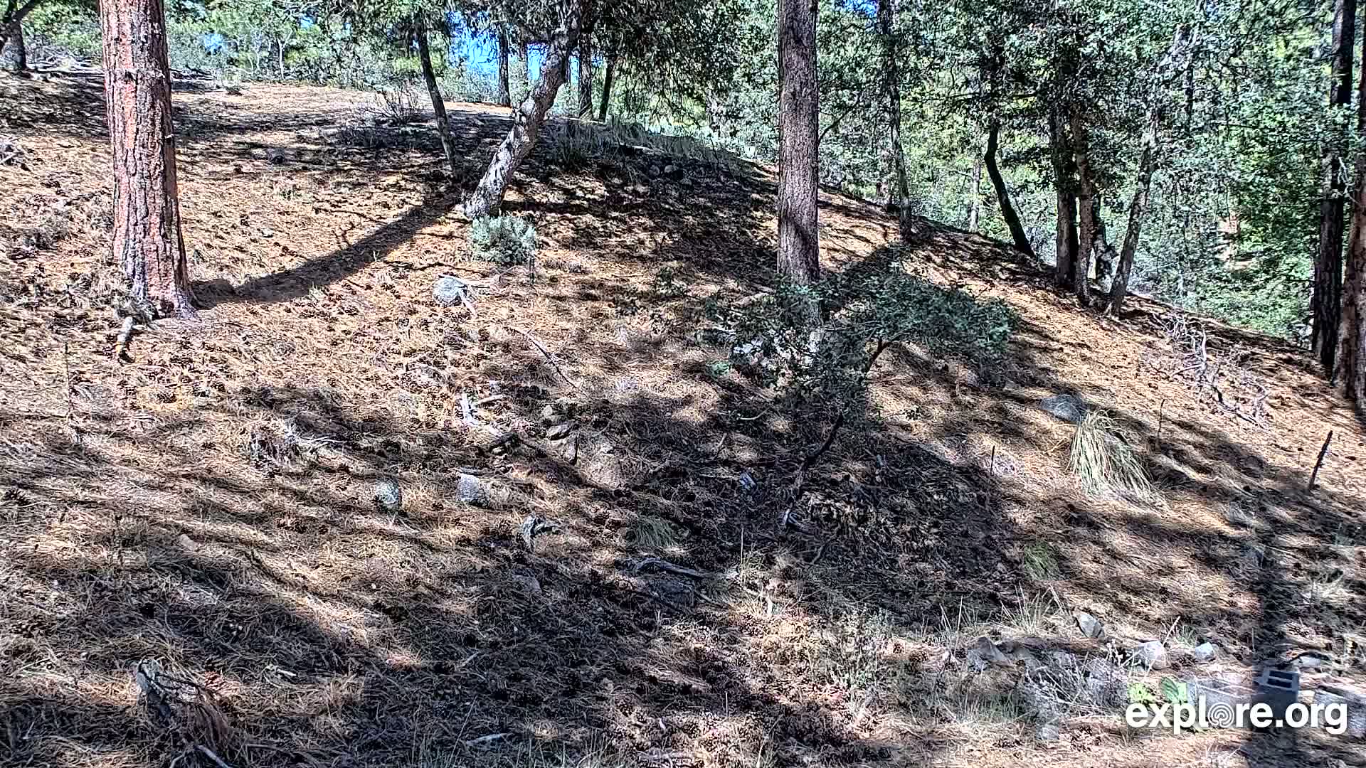 Williams, Bearizona Wildlife Park Live Cam - Williams, Coconino, Arizona, USA