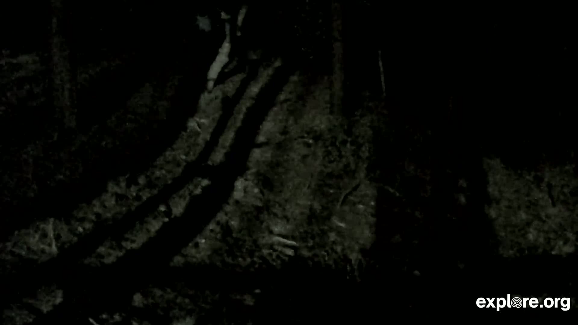 A mostly black image shows faint, blurry white specks and wisps against a dark background.
