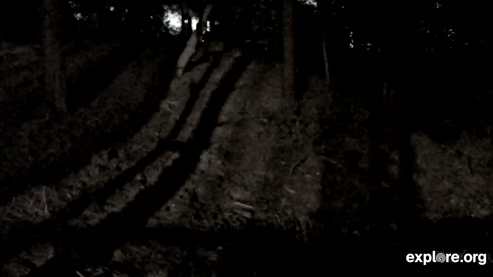 Williams, Bearizona Wildlife Park Live Cam - Williams, Coconino, Arizona, USA