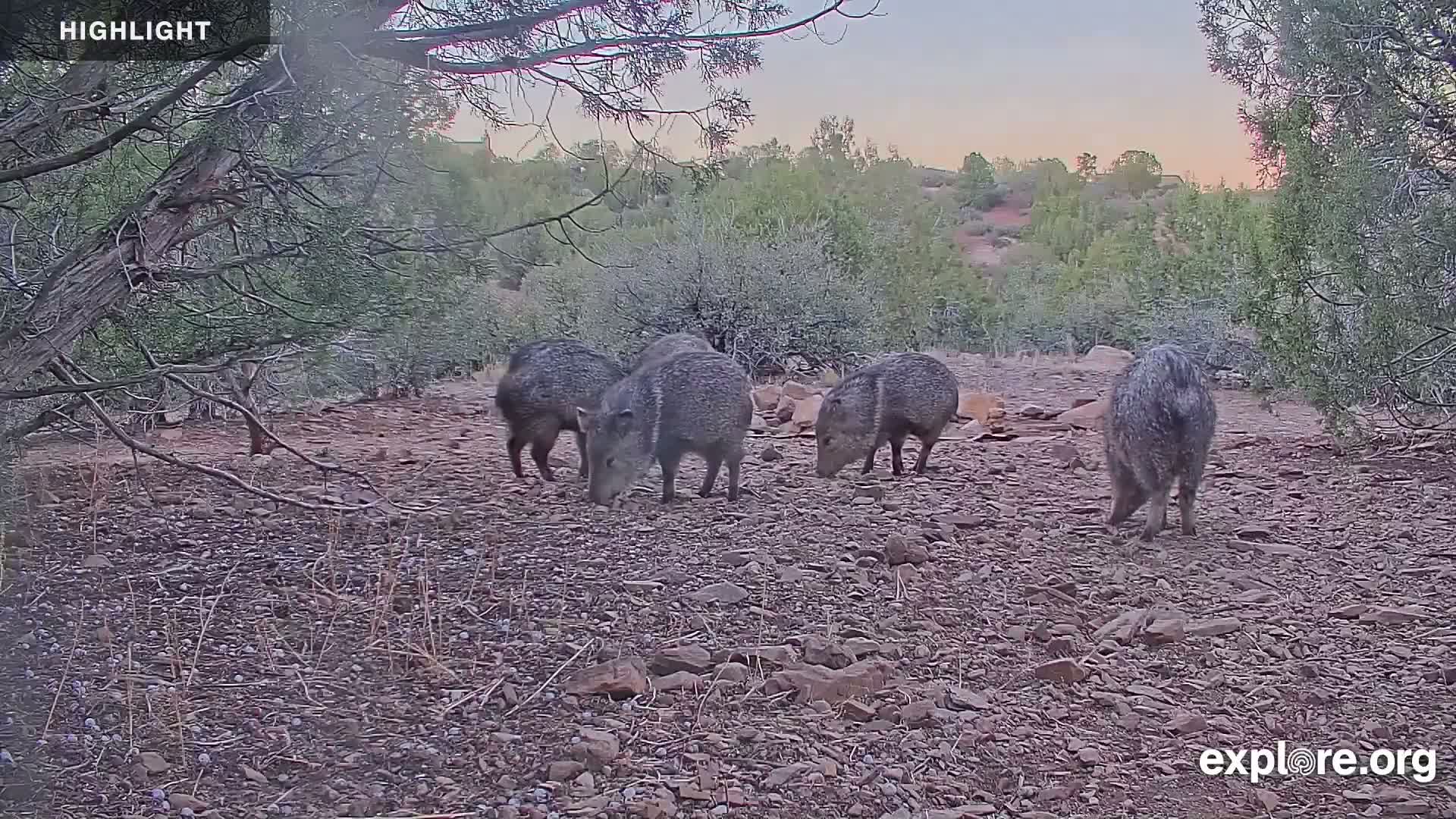 Williams, Bearizona Wildlife Park Live Cam - Williams, Coconino, Arizona, USA