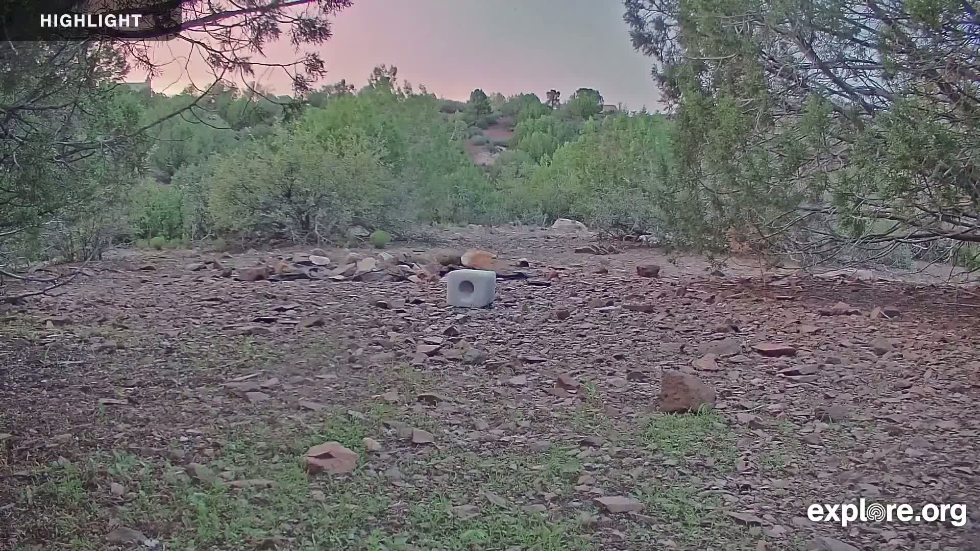 Williams, Bearizona Wildlife Park Live Cam - Williams, Coconino, Arizona, USA