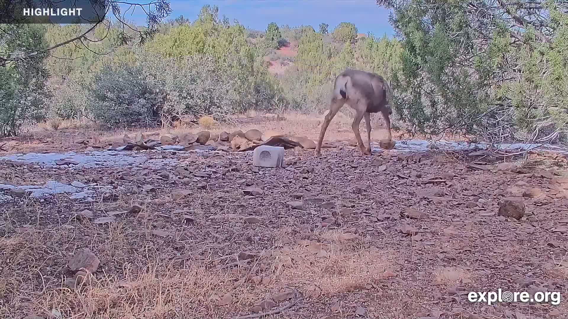 Williams, Bearizona Wildlife Park Live Cam - Williams, Coconino, Arizona, USA
