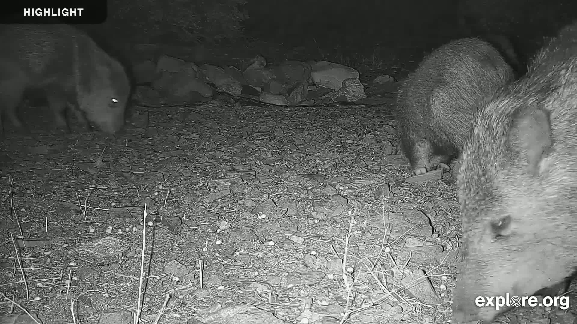 Williams, Bearizona Wildlife Park Live Cam - Williams, Coconino, Arizona, USA