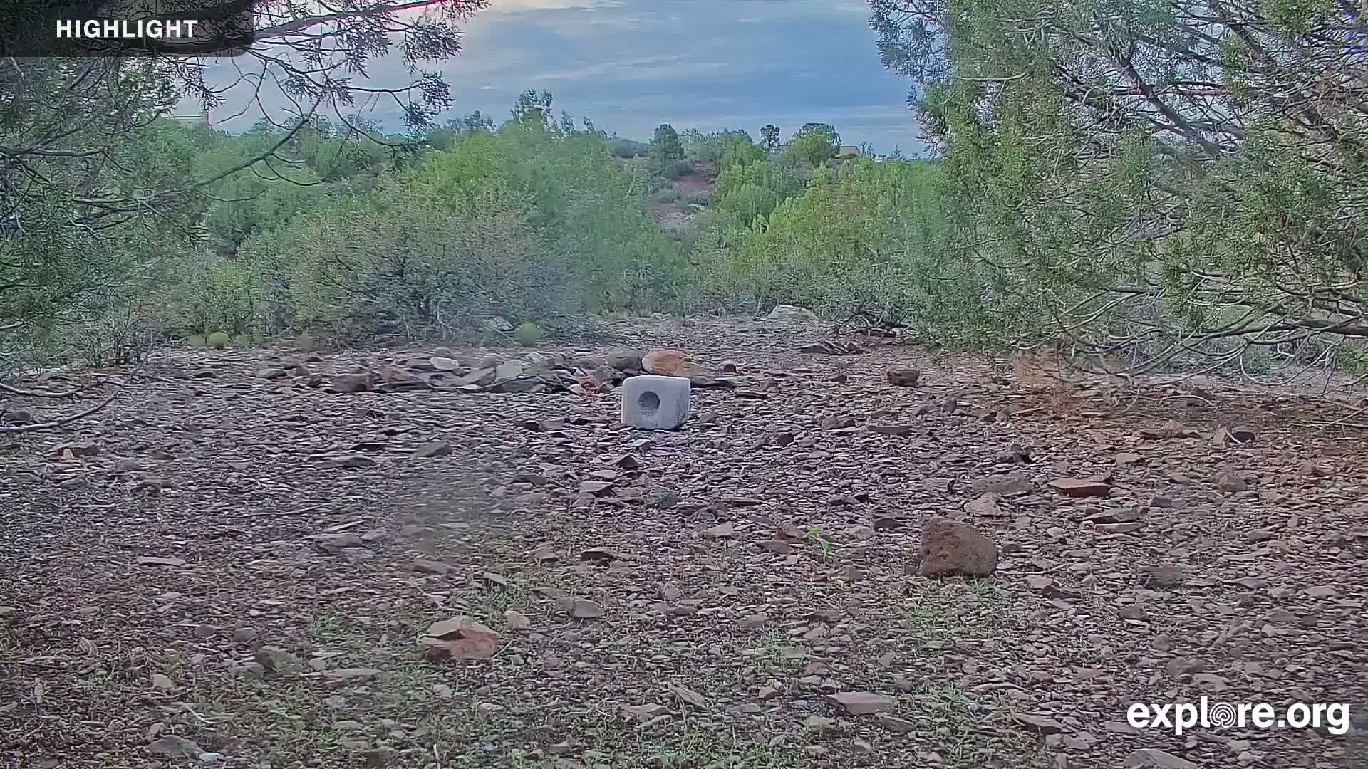 Williams, Bearizona Wildlife Park Live Cam - Williams, Coconino, Arizona, USA