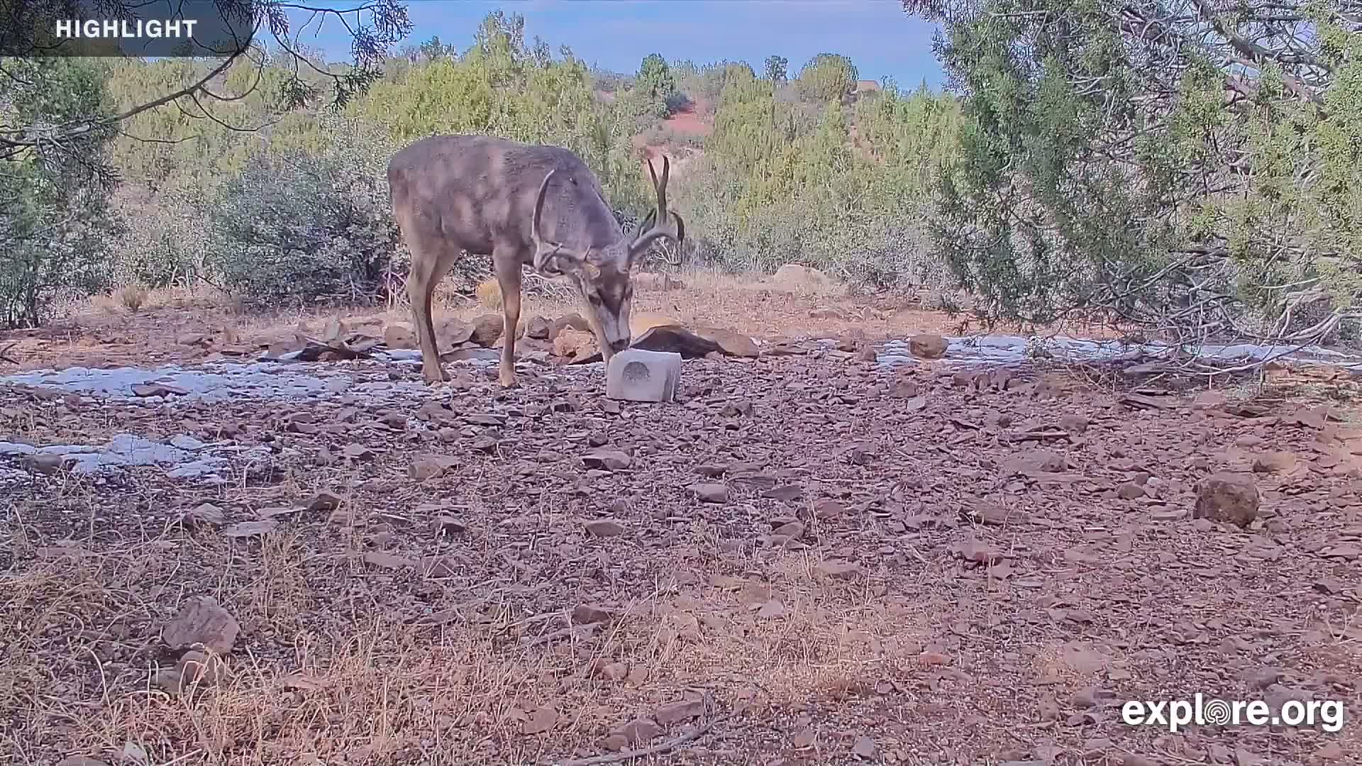 Williams, Bearizona Wildlife Park Live Cam - Williams, Coconino, Arizona, USA
