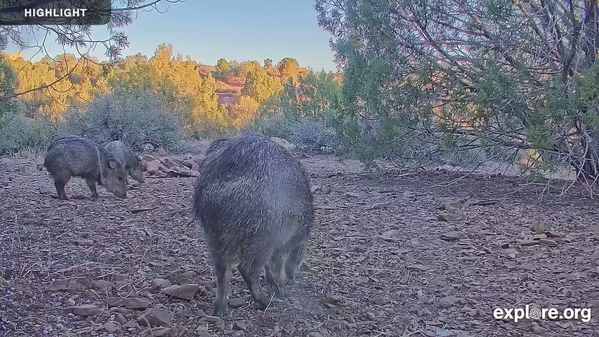Williams, Bearizona Wildlife Park Live Cam - Williams, Coconino, Arizona, USA
