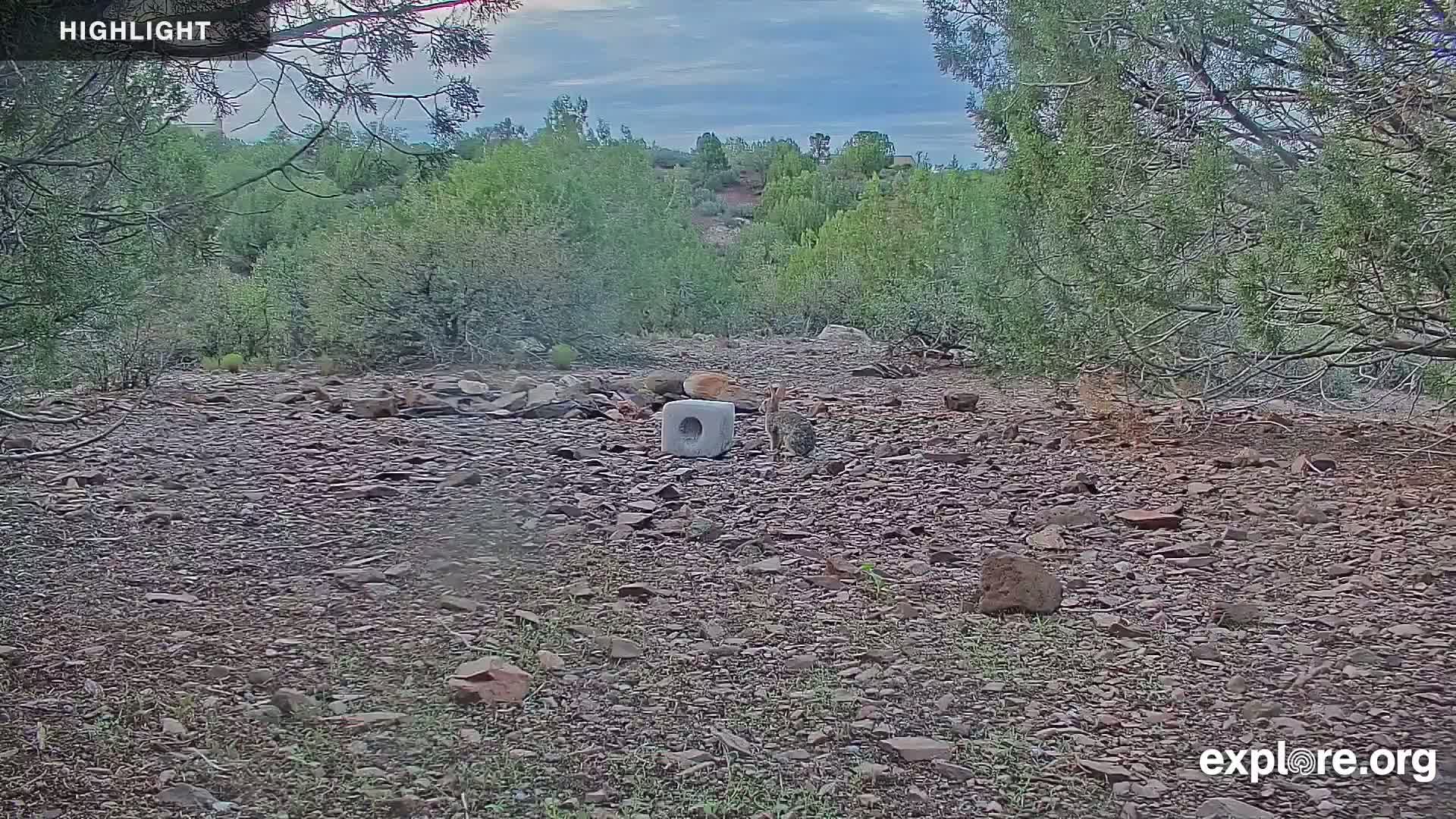 Williams, Bearizona Wildlife Park Live Cam - Williams, Coconino, Arizona, USA
