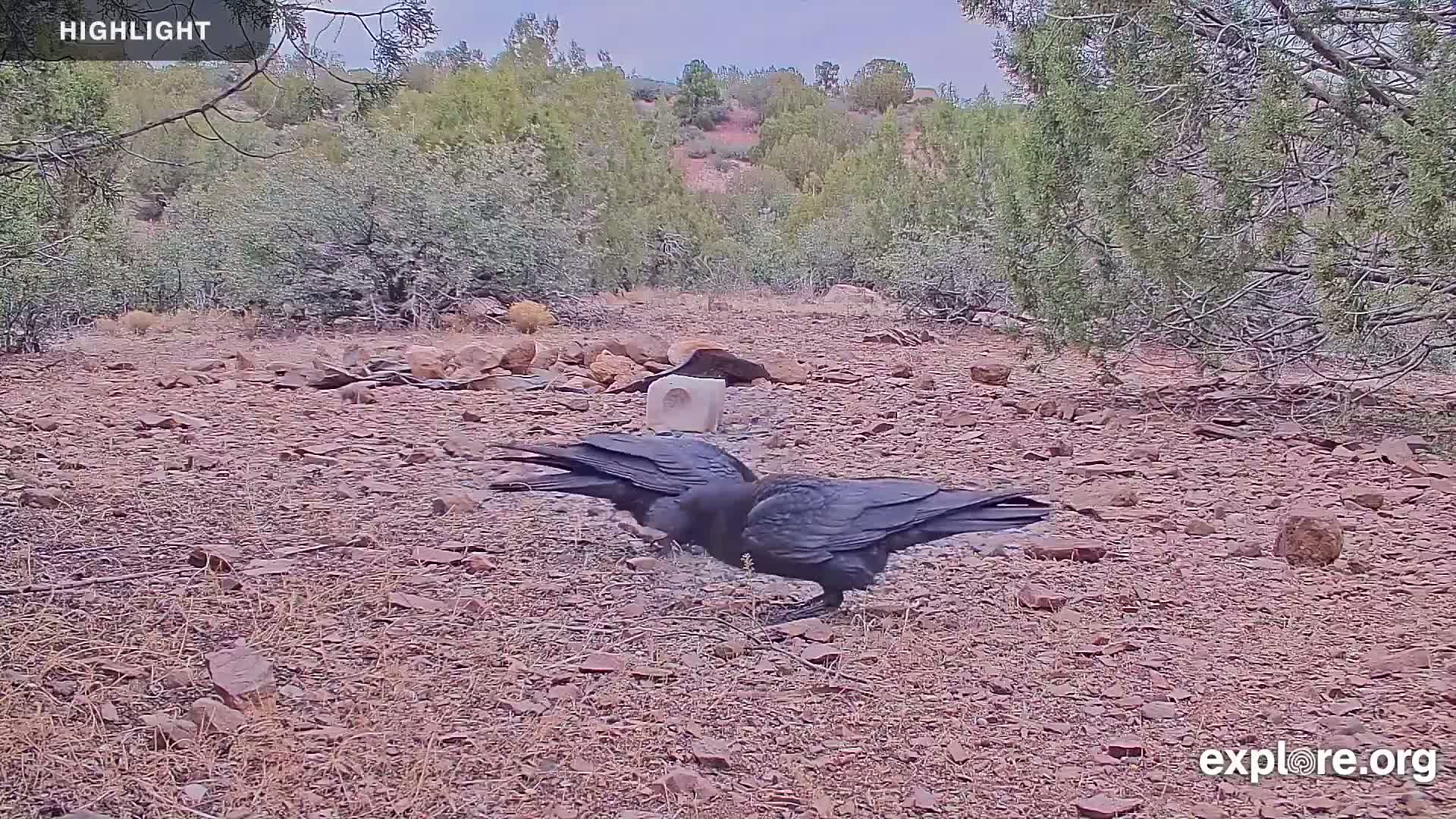Williams, Bearizona Wildlife Park Live Cam - Williams, Coconino, Arizona, USA