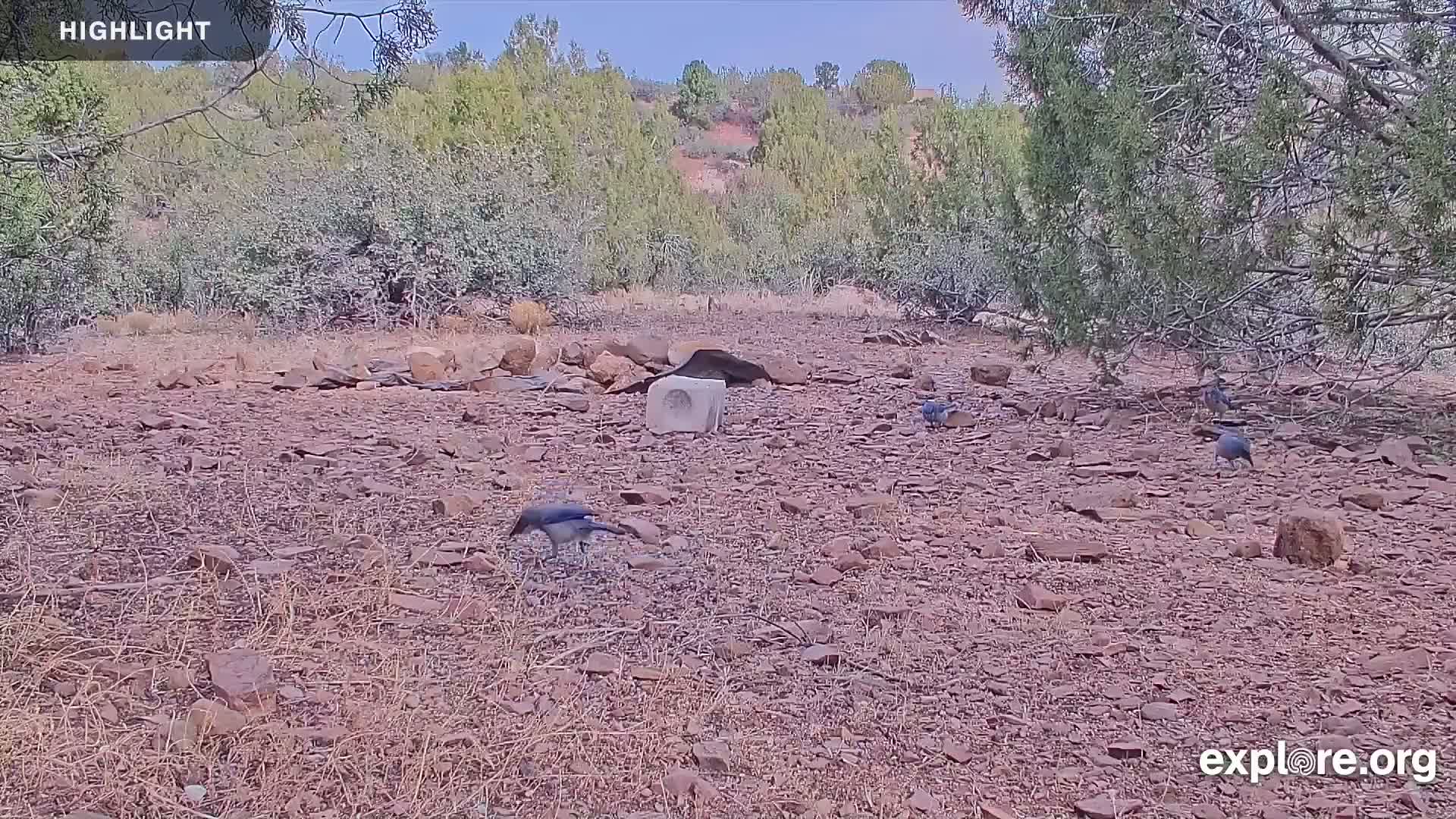 Several dark-colored birds forage on a rocky, dry ground amidst sparse vegetation under a partly sunny sky.