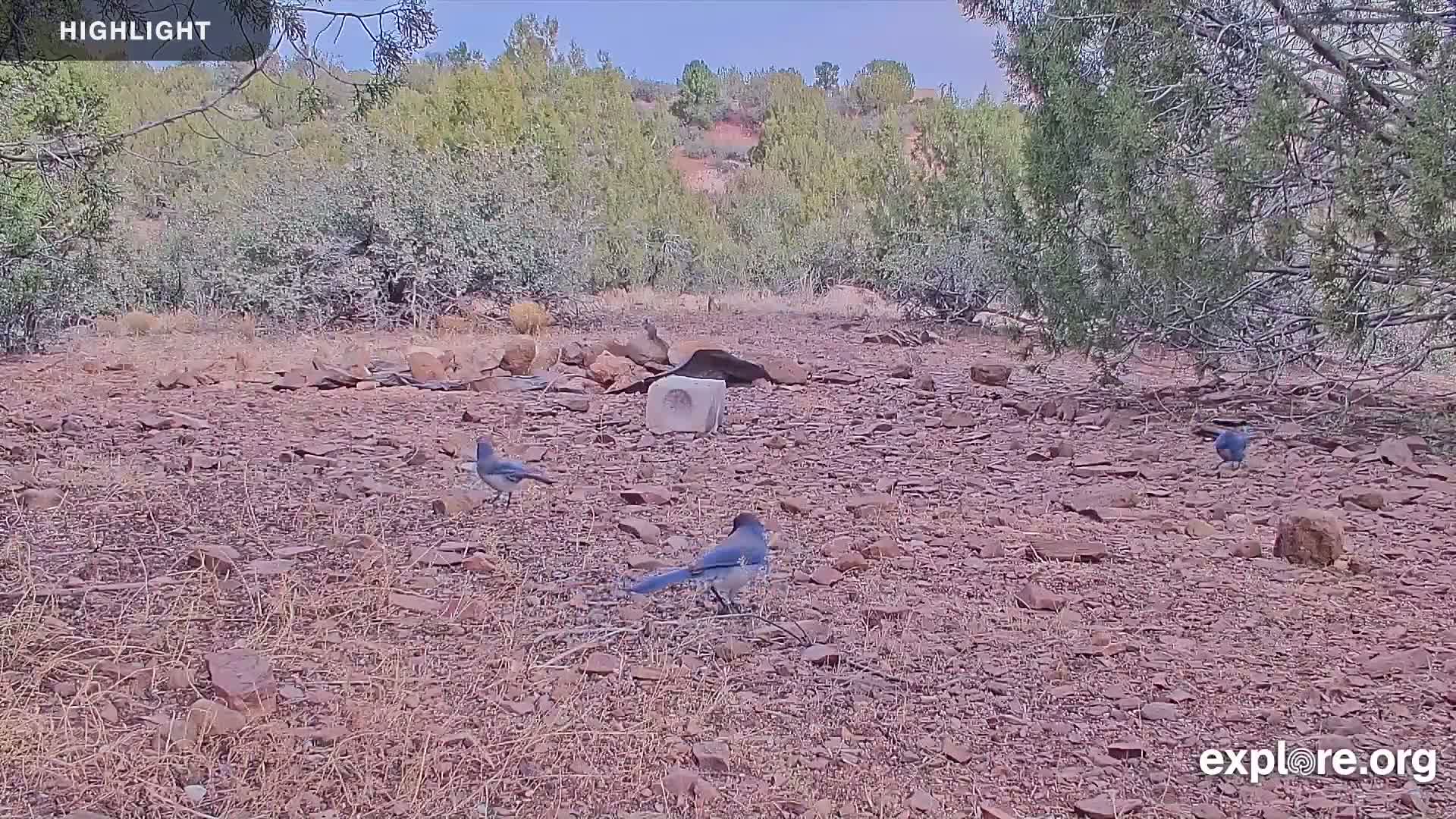 Williams, Bearizona Wildlife Park Live Cam - Williams, Coconino, Arizona, USA