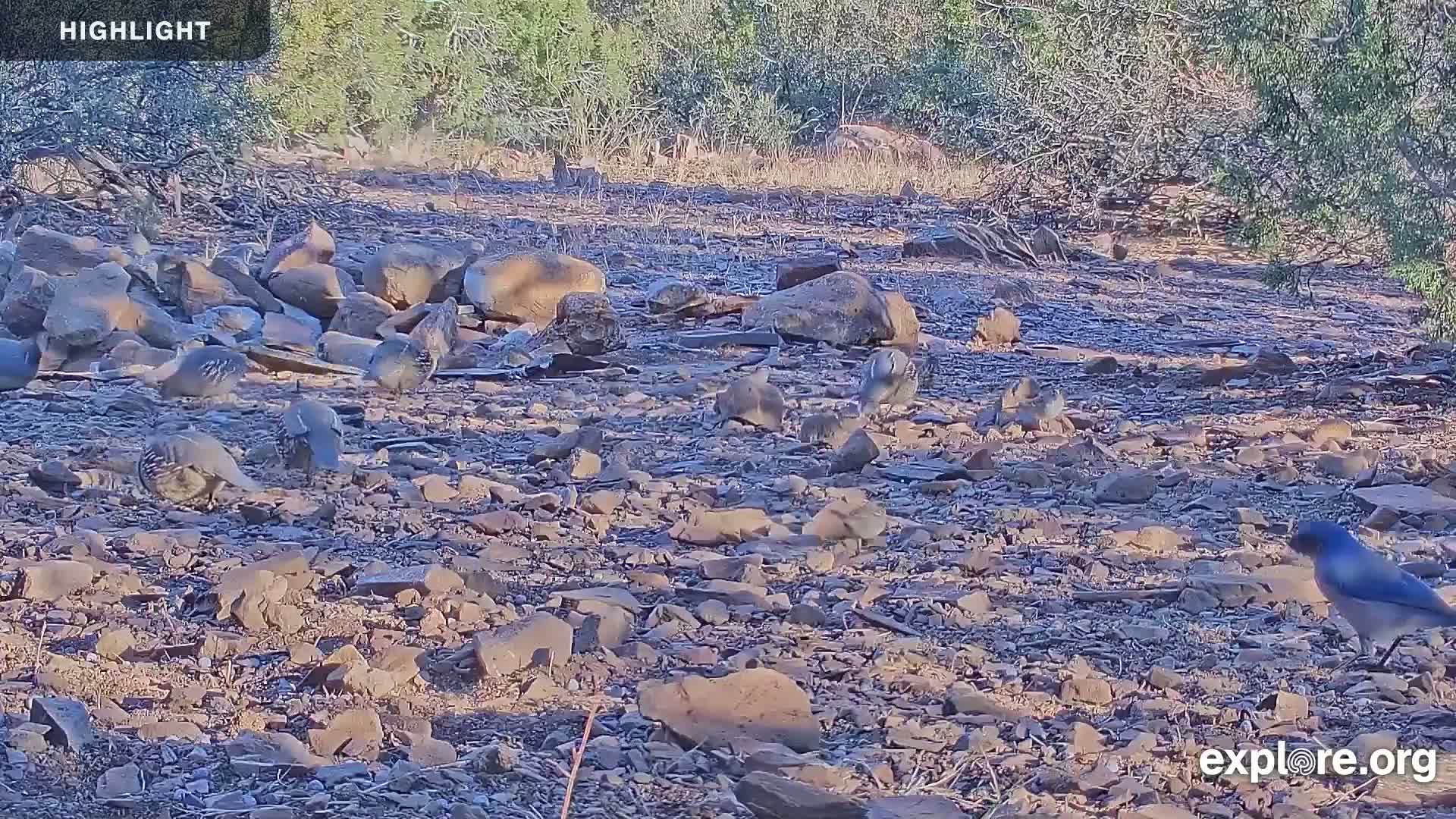 Williams, Bearizona Wildlife Park Live Cam - Williams, Coconino, Arizona, USA