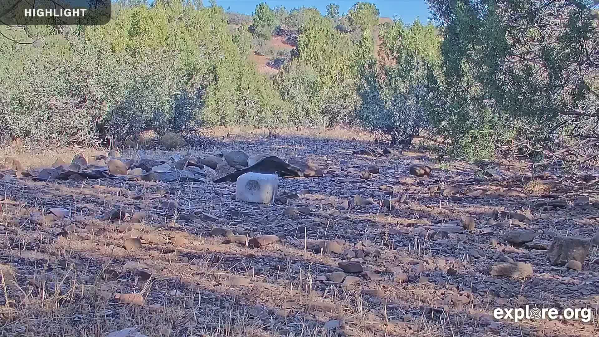 Williams, Bearizona Wildlife Park Live Cam - Williams, Coconino, Arizona, USA