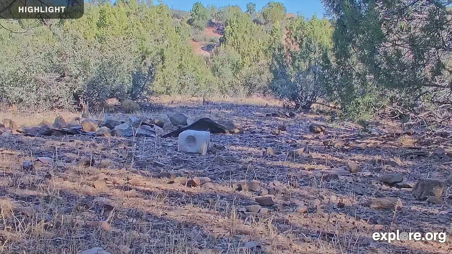Williams, Bearizona Wildlife Park Live Cam - Williams, Coconino, Arizona, USA