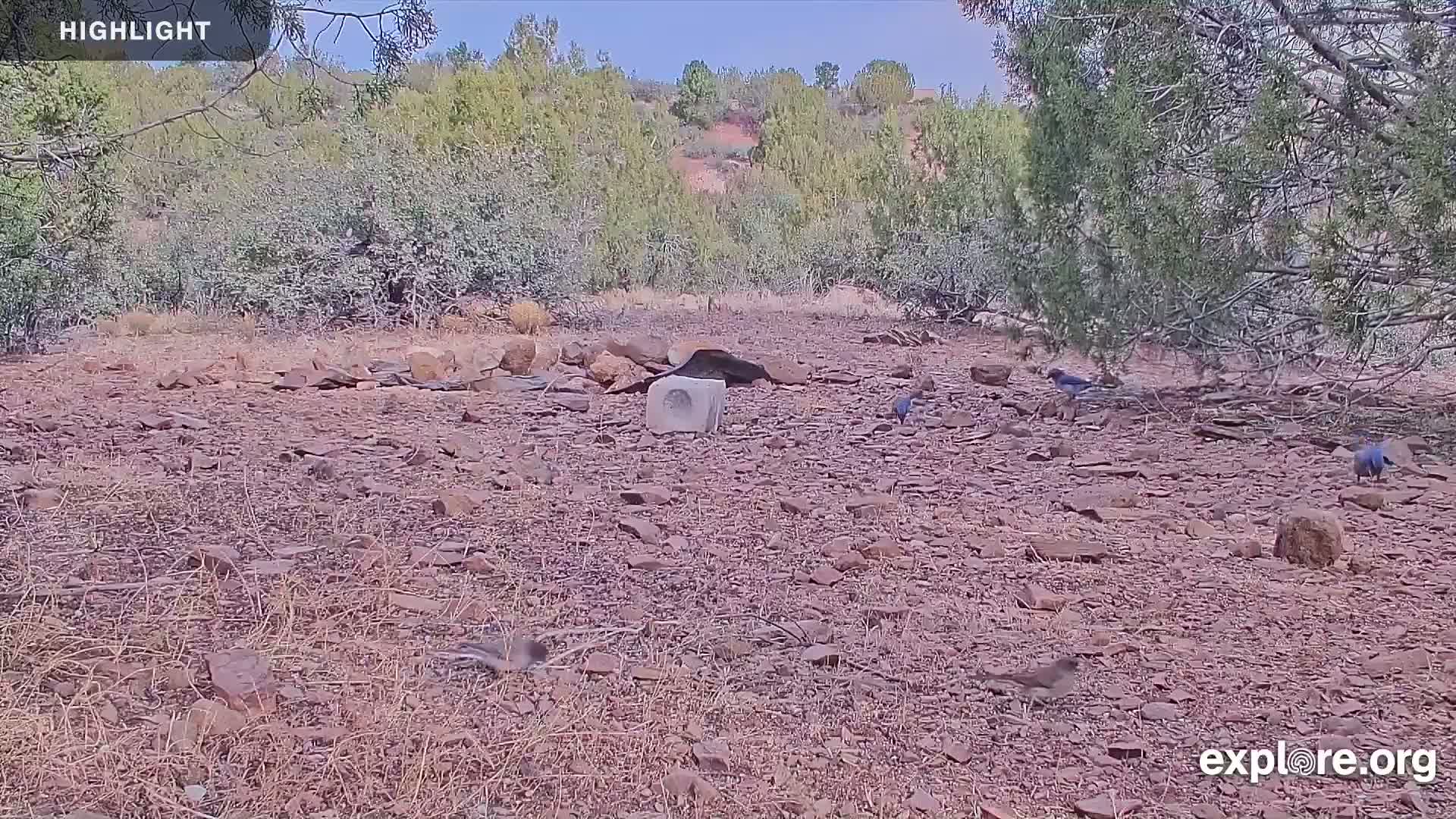 Williams, Bearizona Wildlife Park Live Cam - Williams, Coconino, Arizona, USA