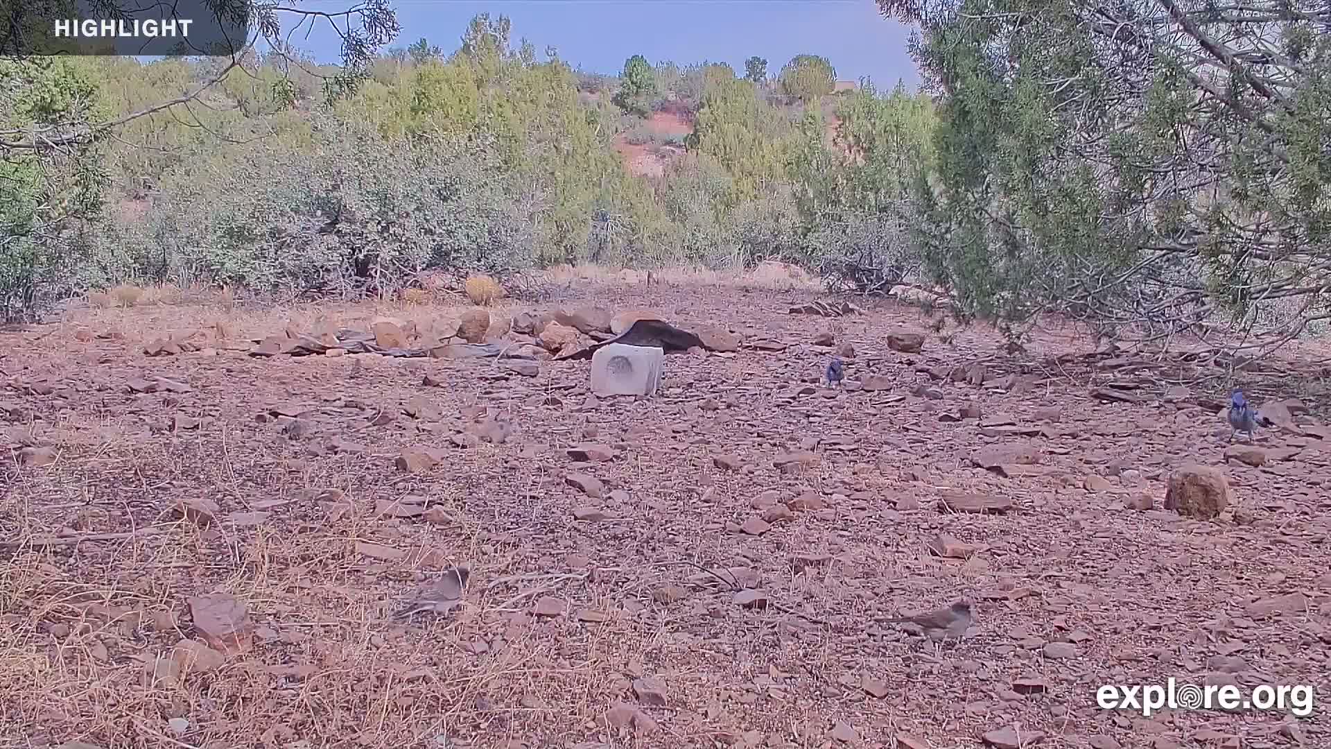 Williams, Bearizona Wildlife Park Live Cam - Williams, Coconino, Arizona, USA