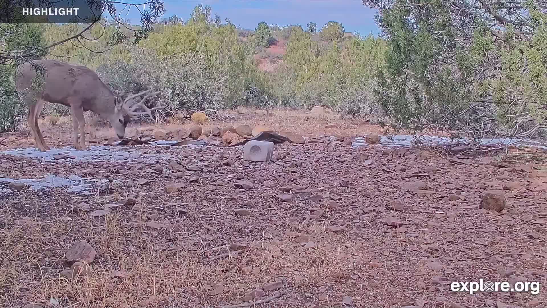 Williams, Bearizona Wildlife Park Live Cam - Williams, Coconino, Arizona, USA