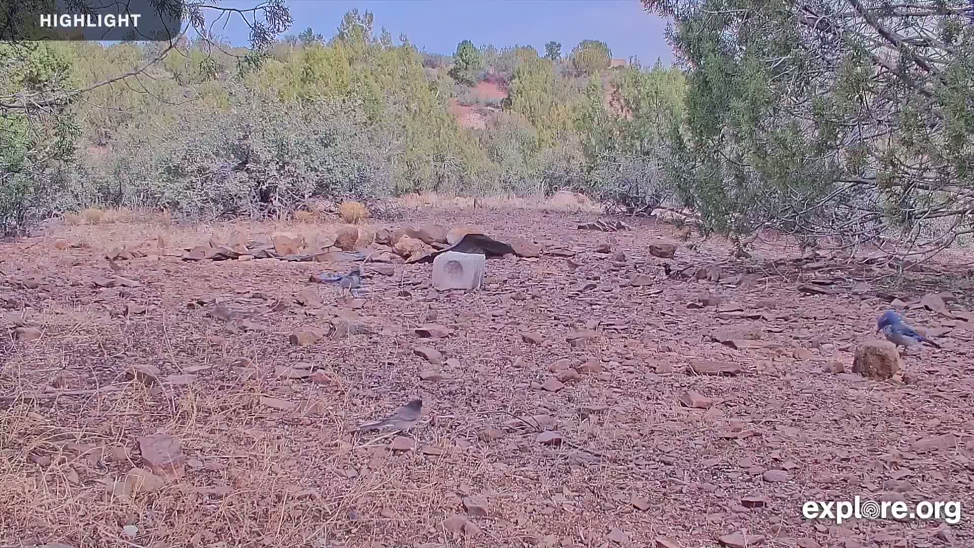 Williams, Bearizona Wildlife Park Live Cam - Williams, Coconino, Arizona, USA